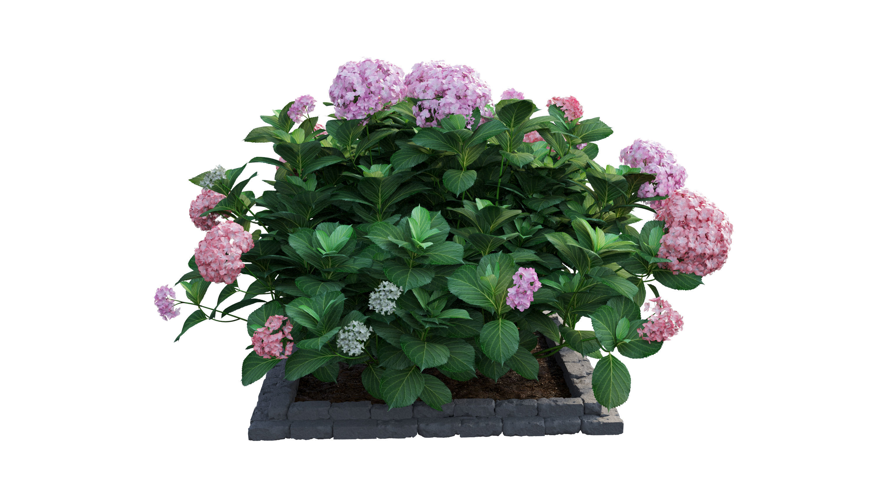 Plants Hydrangea set 13 3D model_15