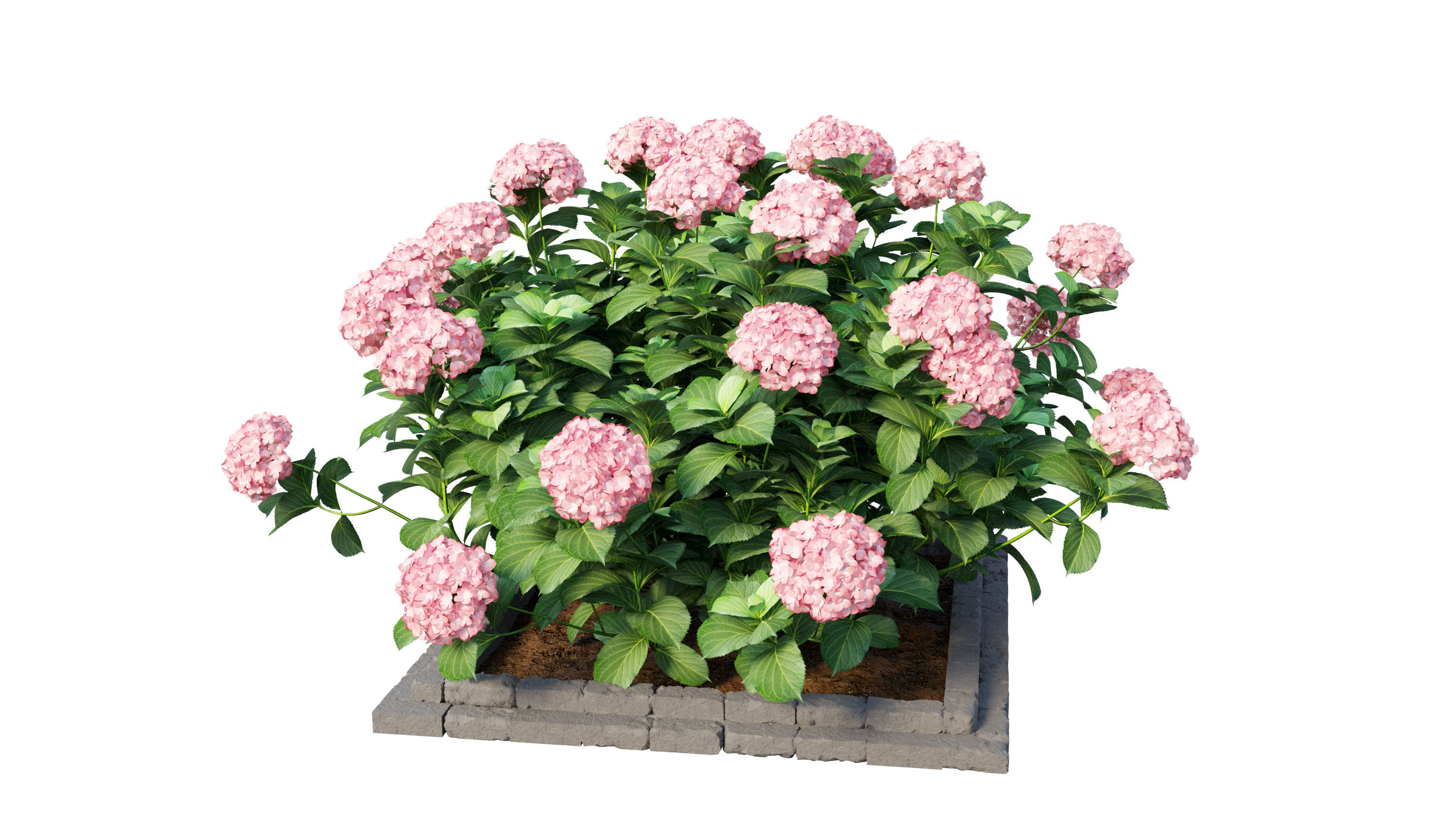 Plants Hydrangea set 13 3D model_18