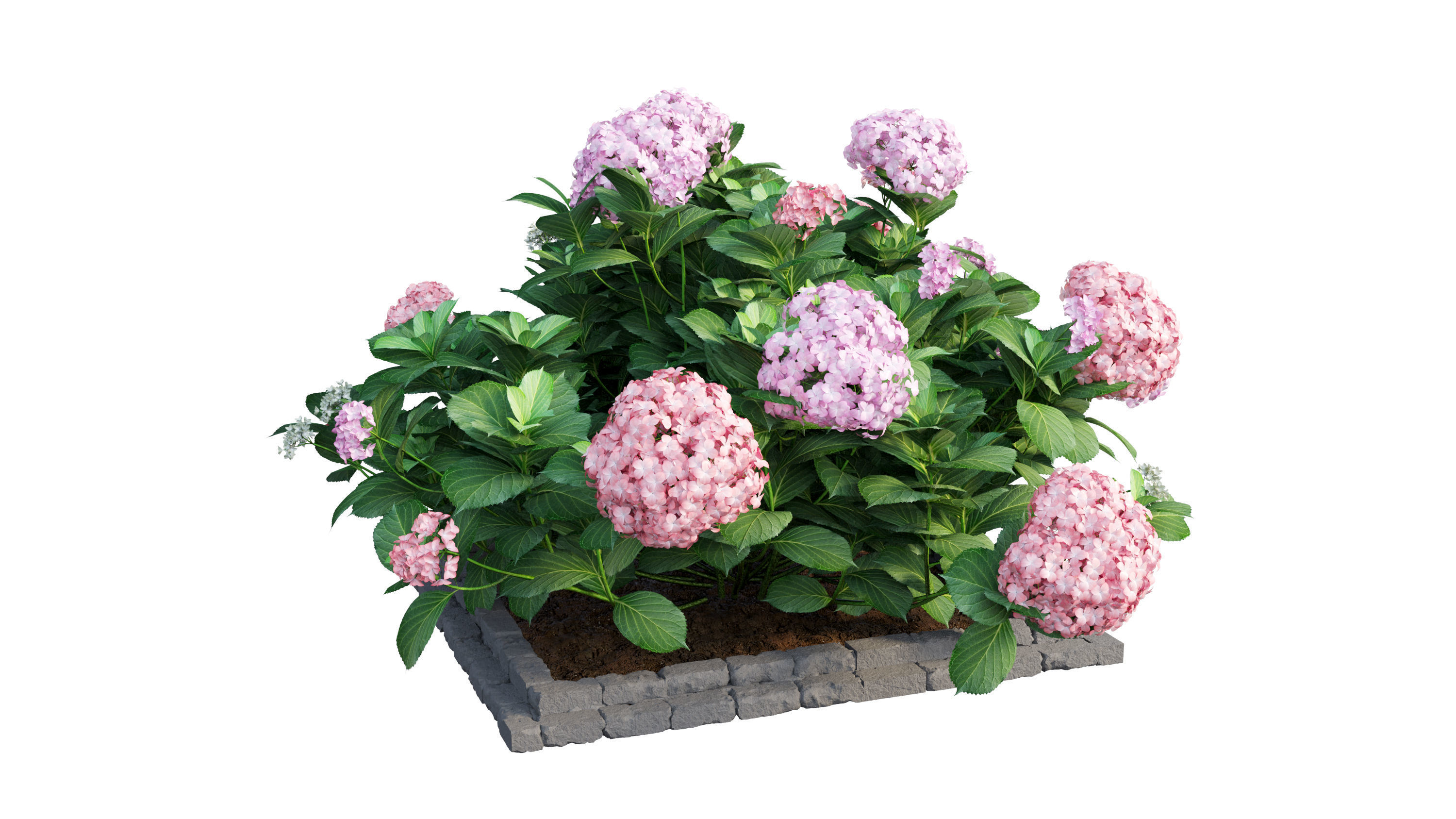 Plants Hydrangea set 13 3D model_11