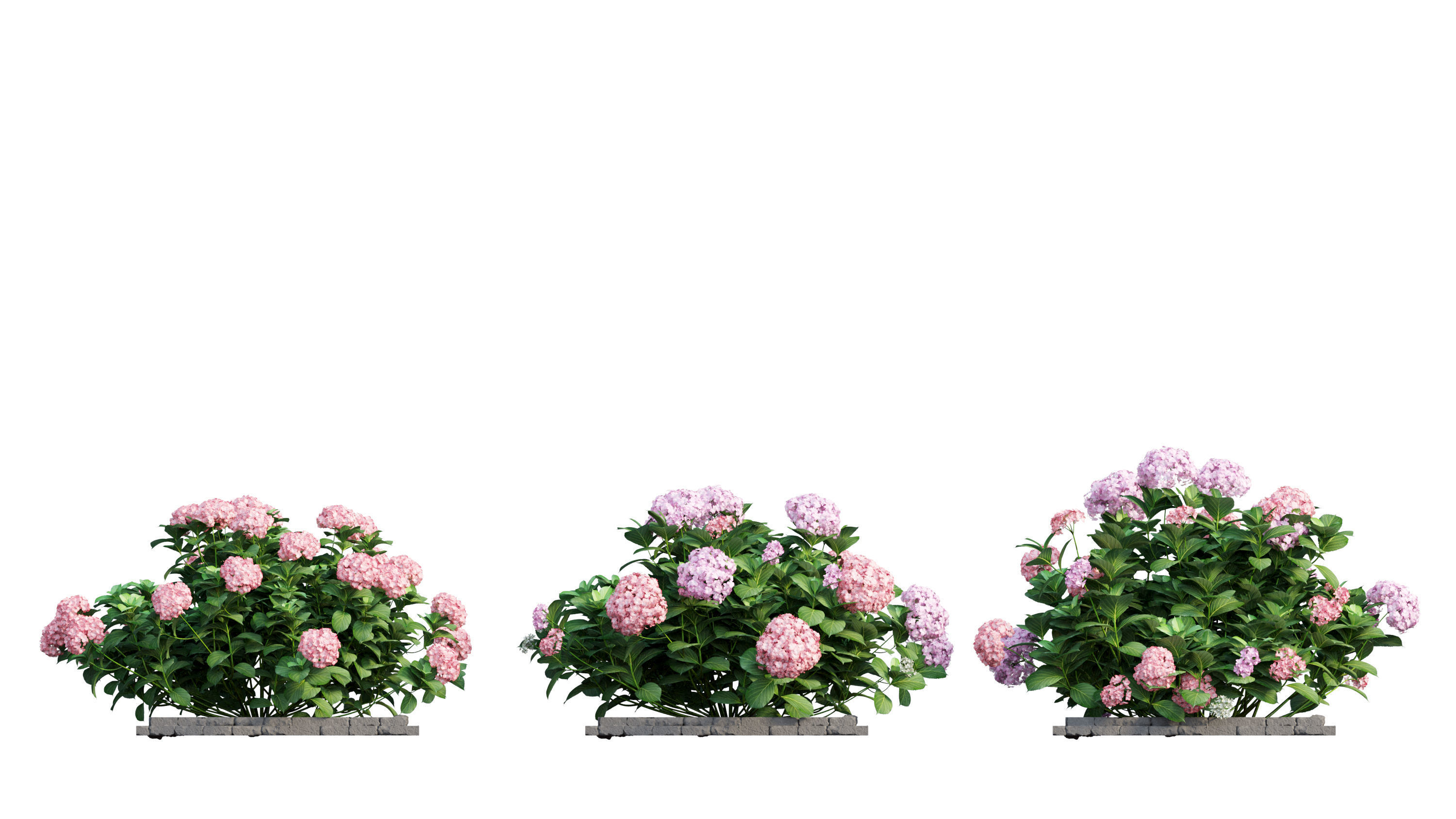 Plants Hydrangea set 13 3D model_23