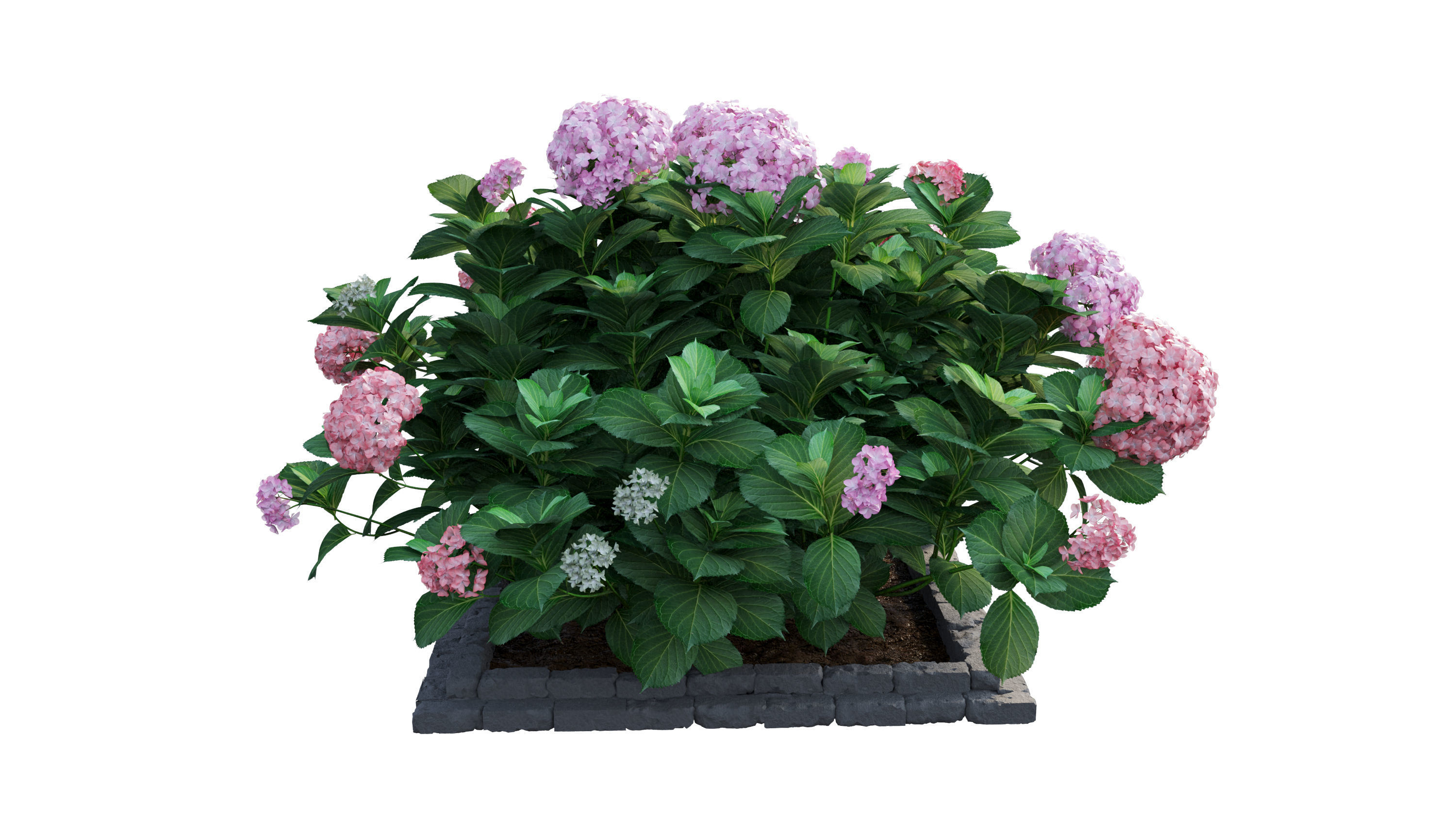 Plants Hydrangea set 13 3D model_10
