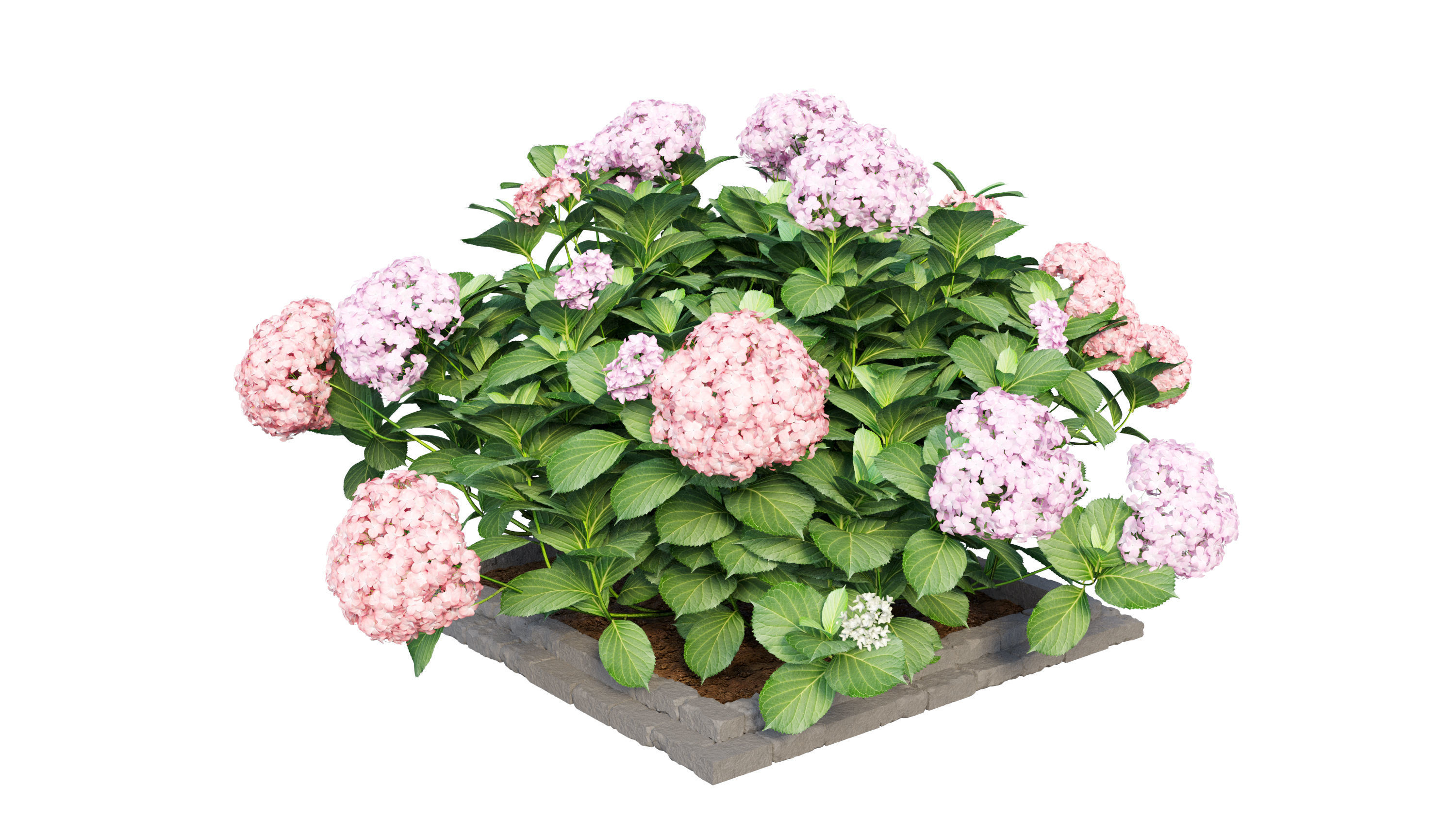 Plants Hydrangea set 13 3D model_12