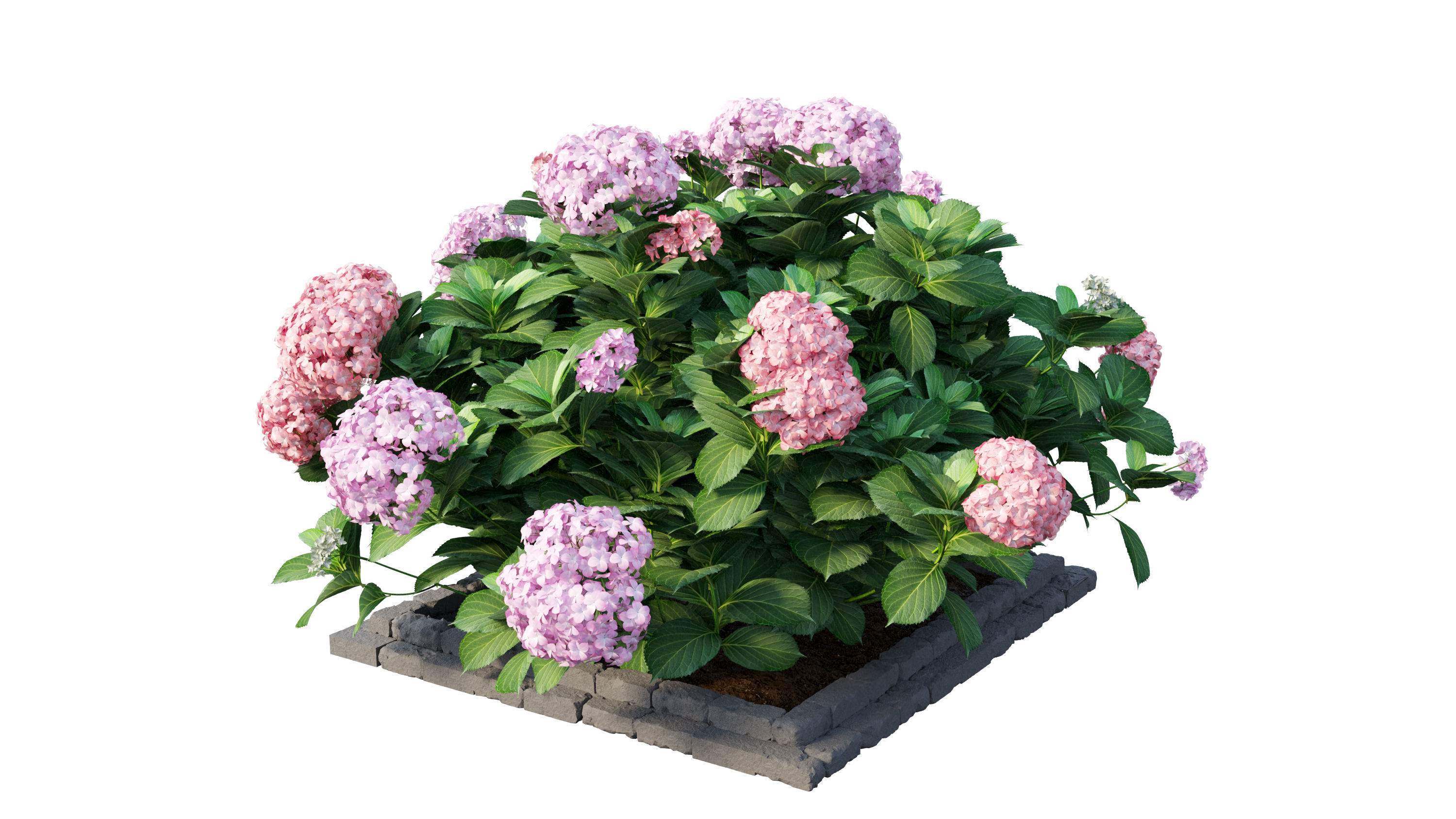 Plants Hydrangea set 13 3D model_8