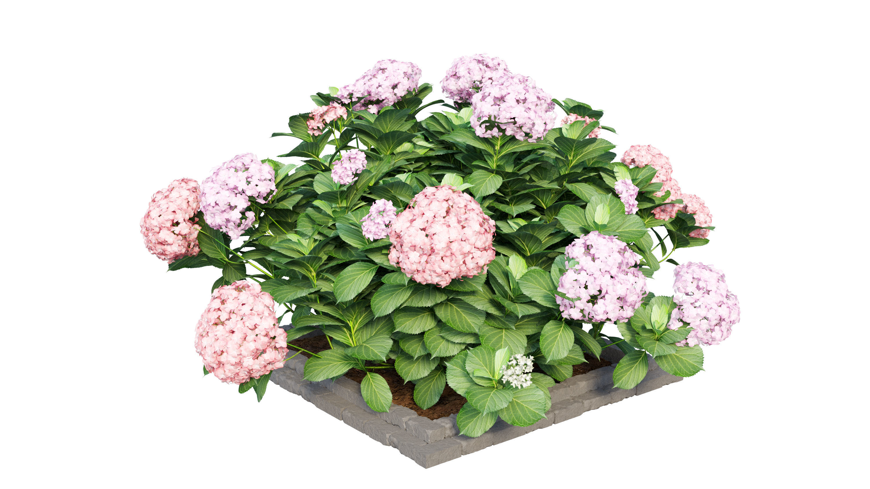 Plants Hydrangea set 13 3D model_7