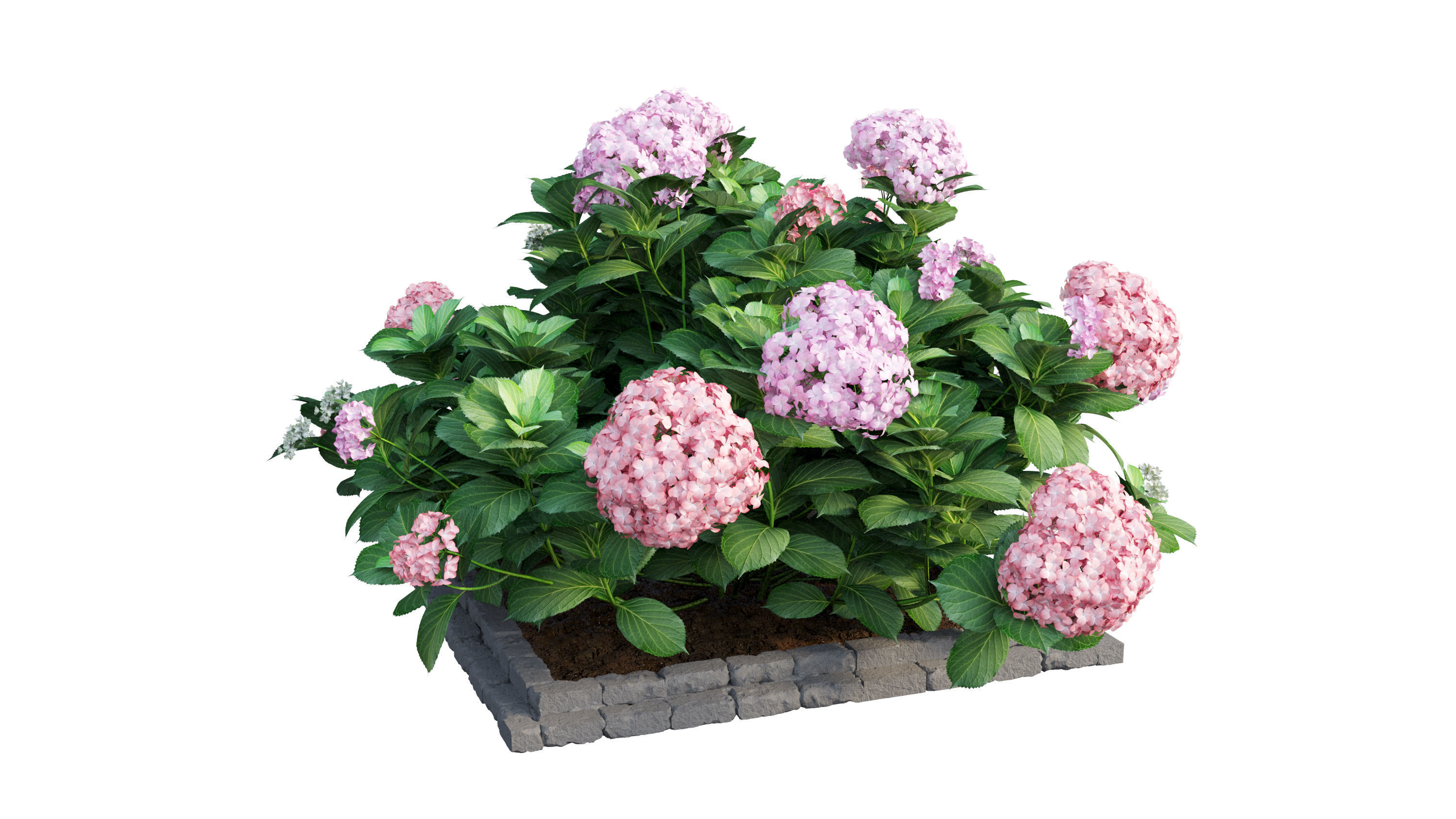 Plants Hydrangea set 13 3D model_6