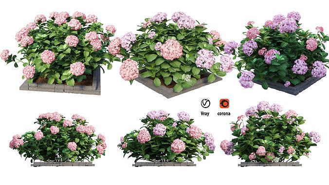 Plants Hydrangea set 13 3D model