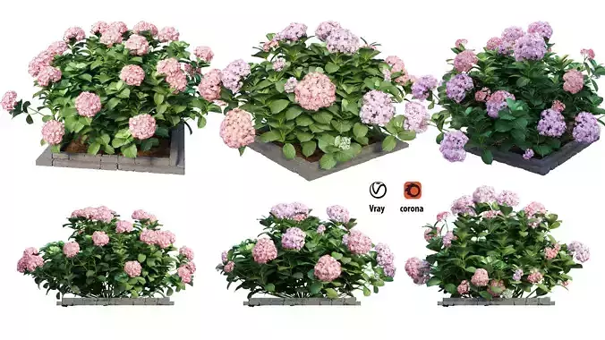 Plants Hydrangea set 13 3D model