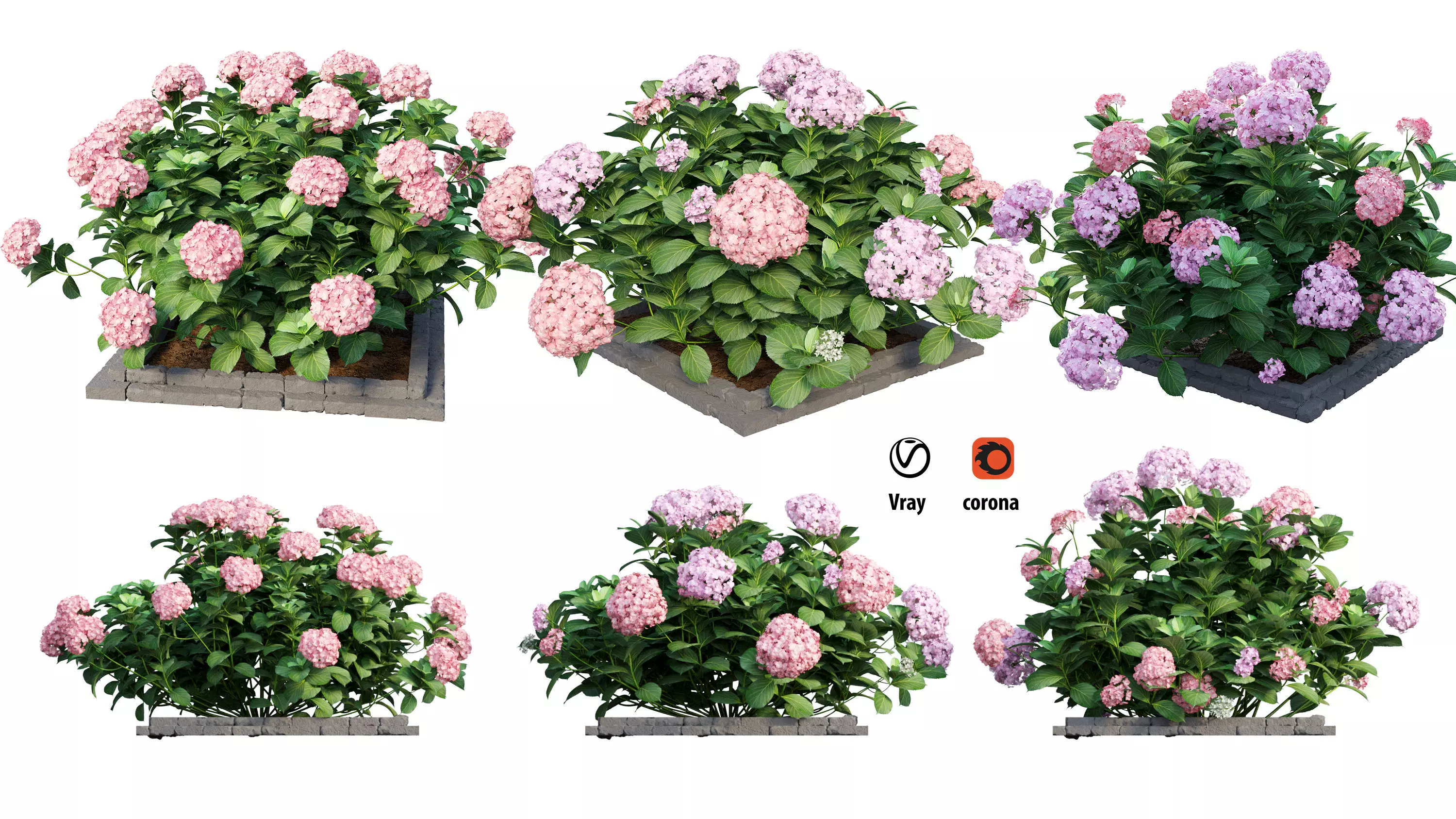 Plants Hydrangea set 13 3D model_0