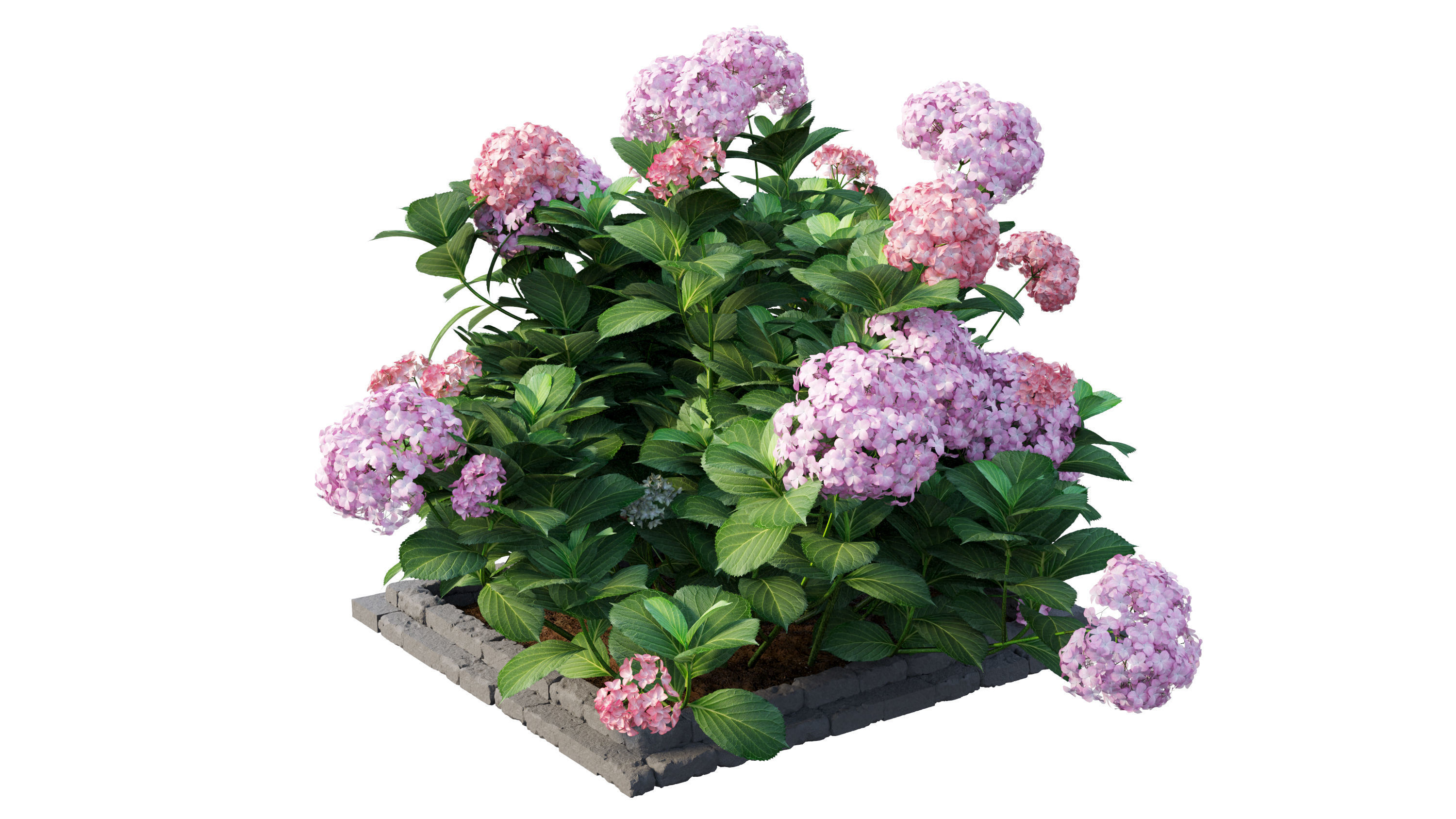 Plants Hydrangea set 13 3D model_3