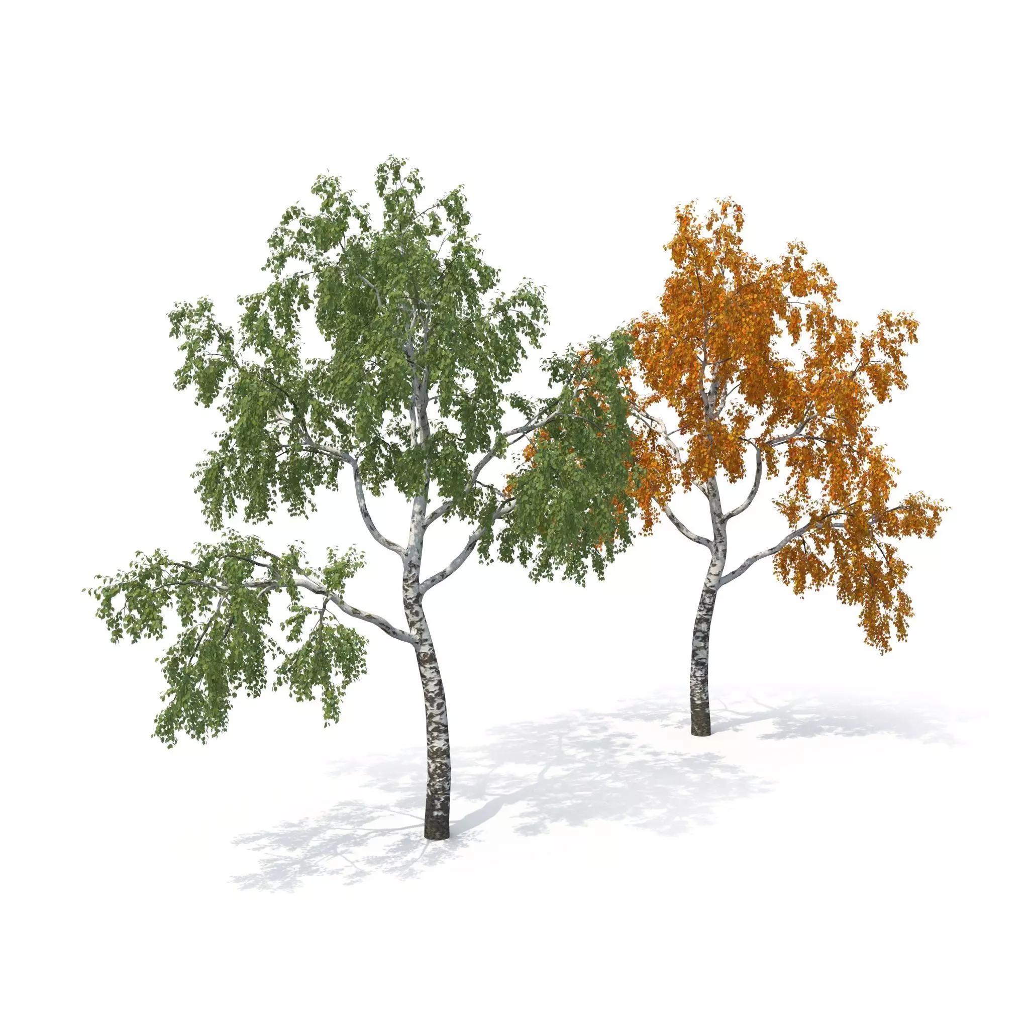 Birch Tree No 1 Two seasons 3D model_0
