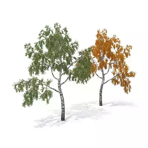 Birch Tree No 1 Two seasons