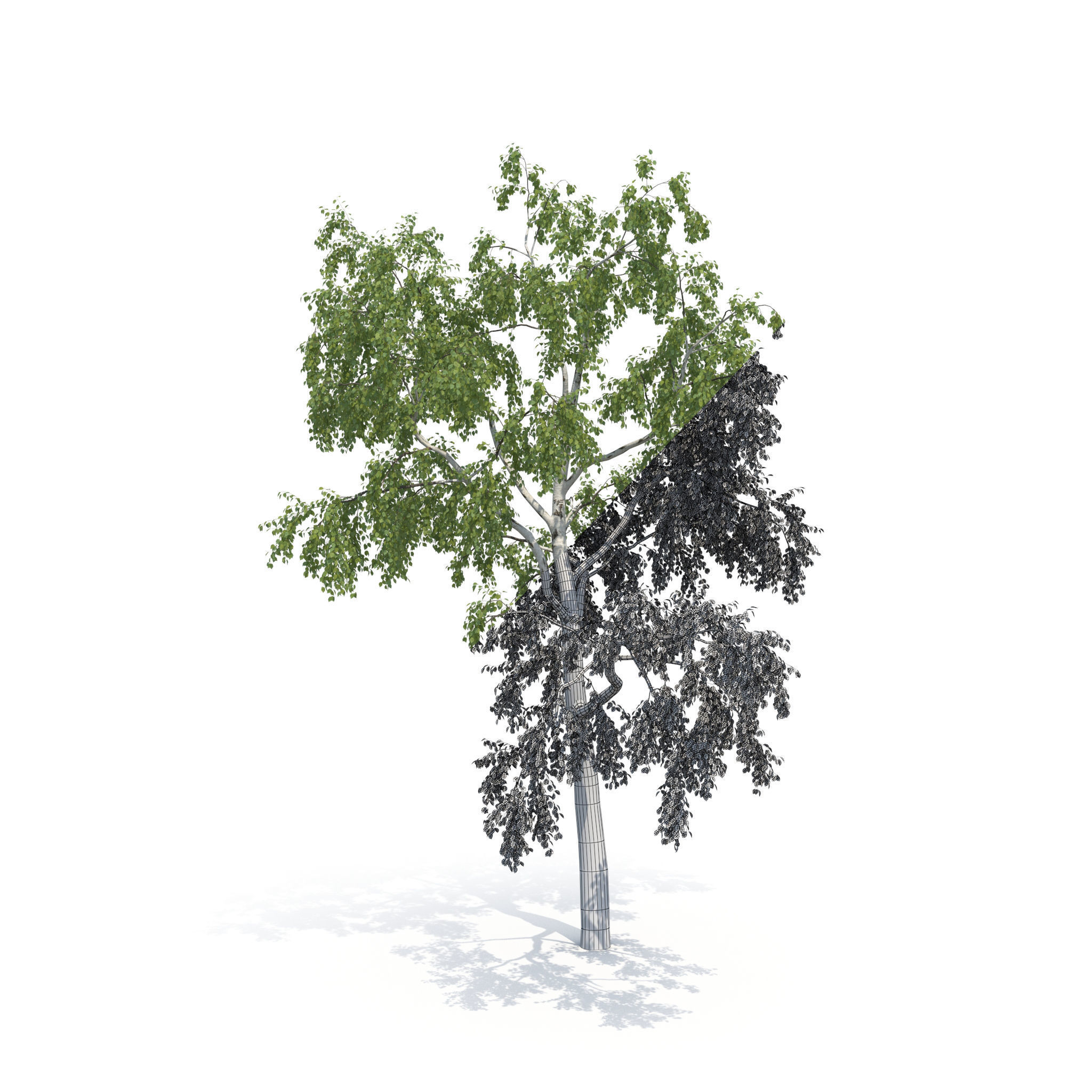 Birch Tree No 1 Two seasons 3D model_15