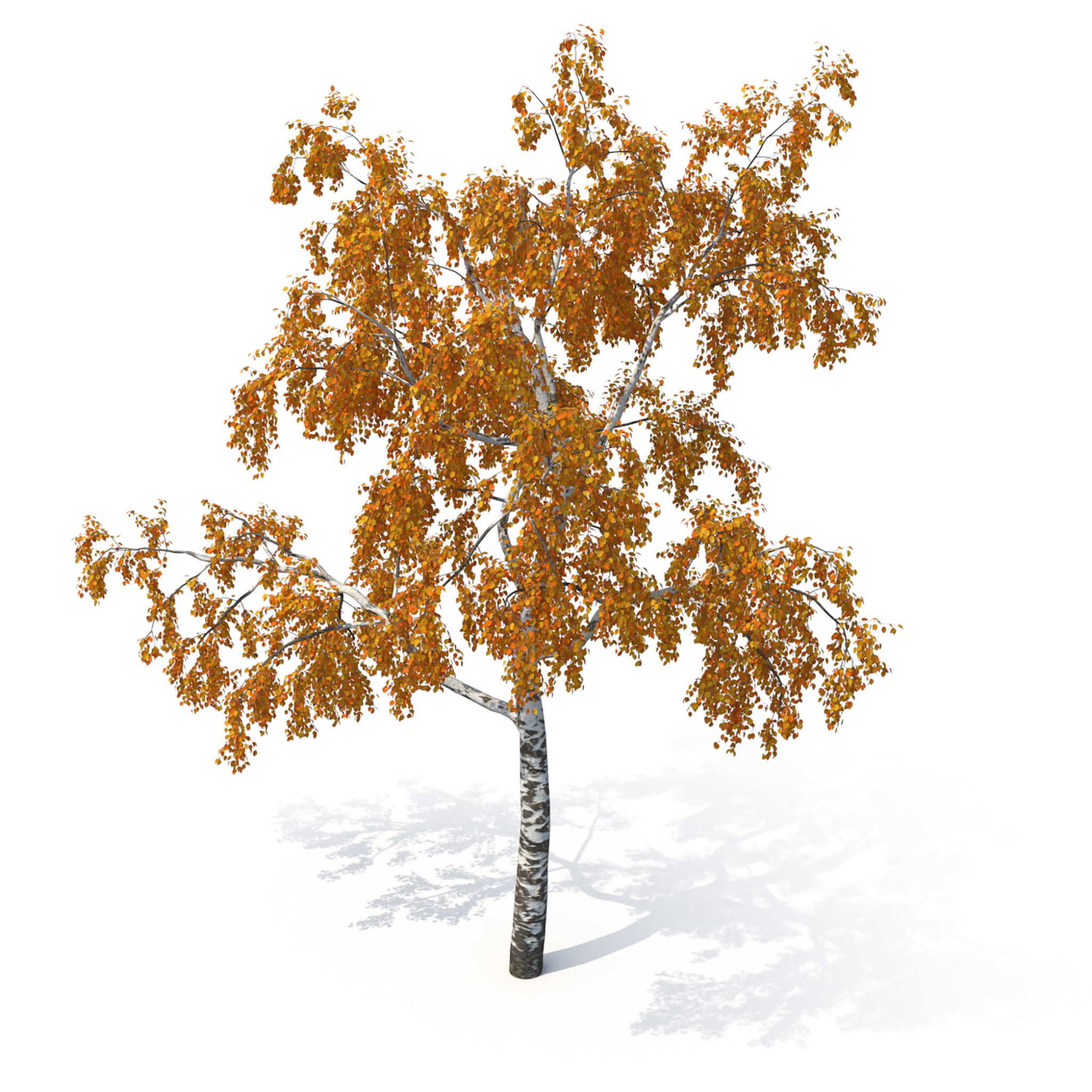 Birch Tree No 1 Two seasons 3D model_13