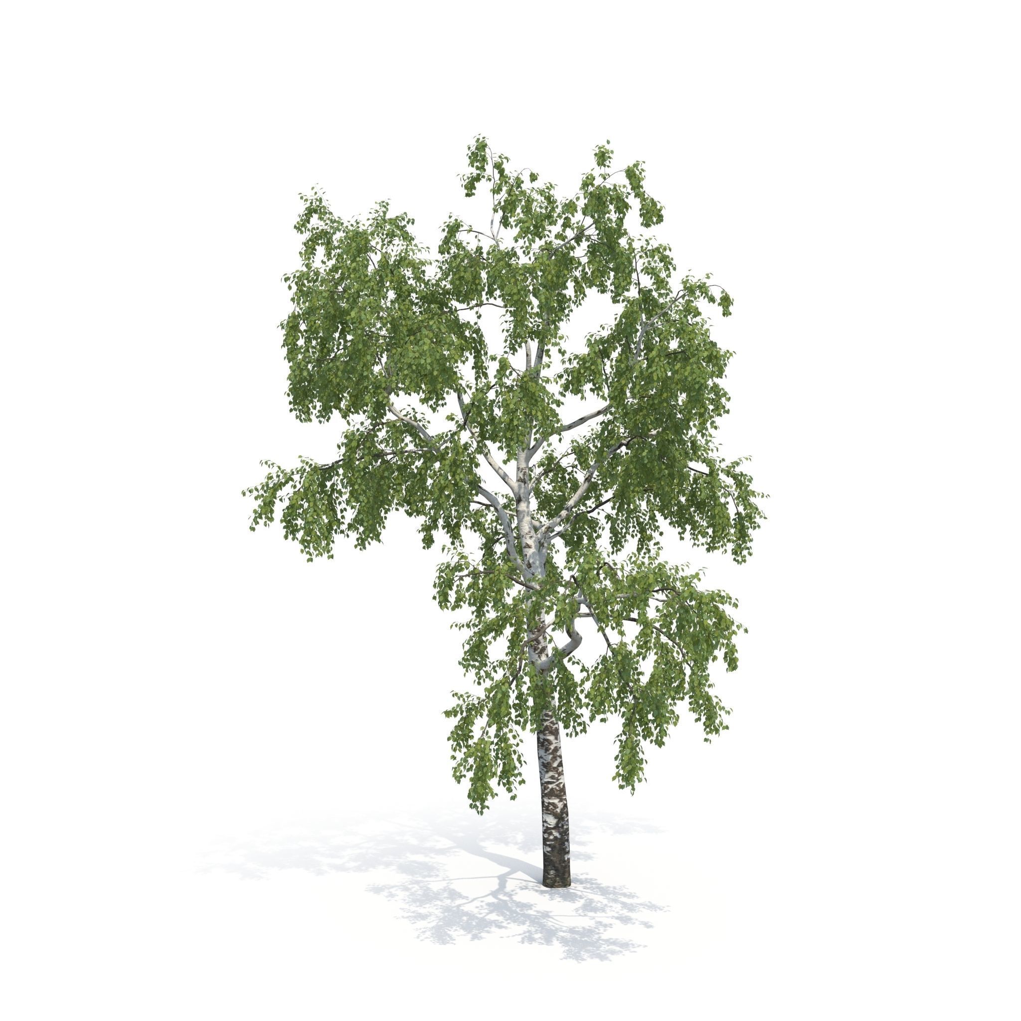Birch Tree No 1 Two seasons 3D model_9