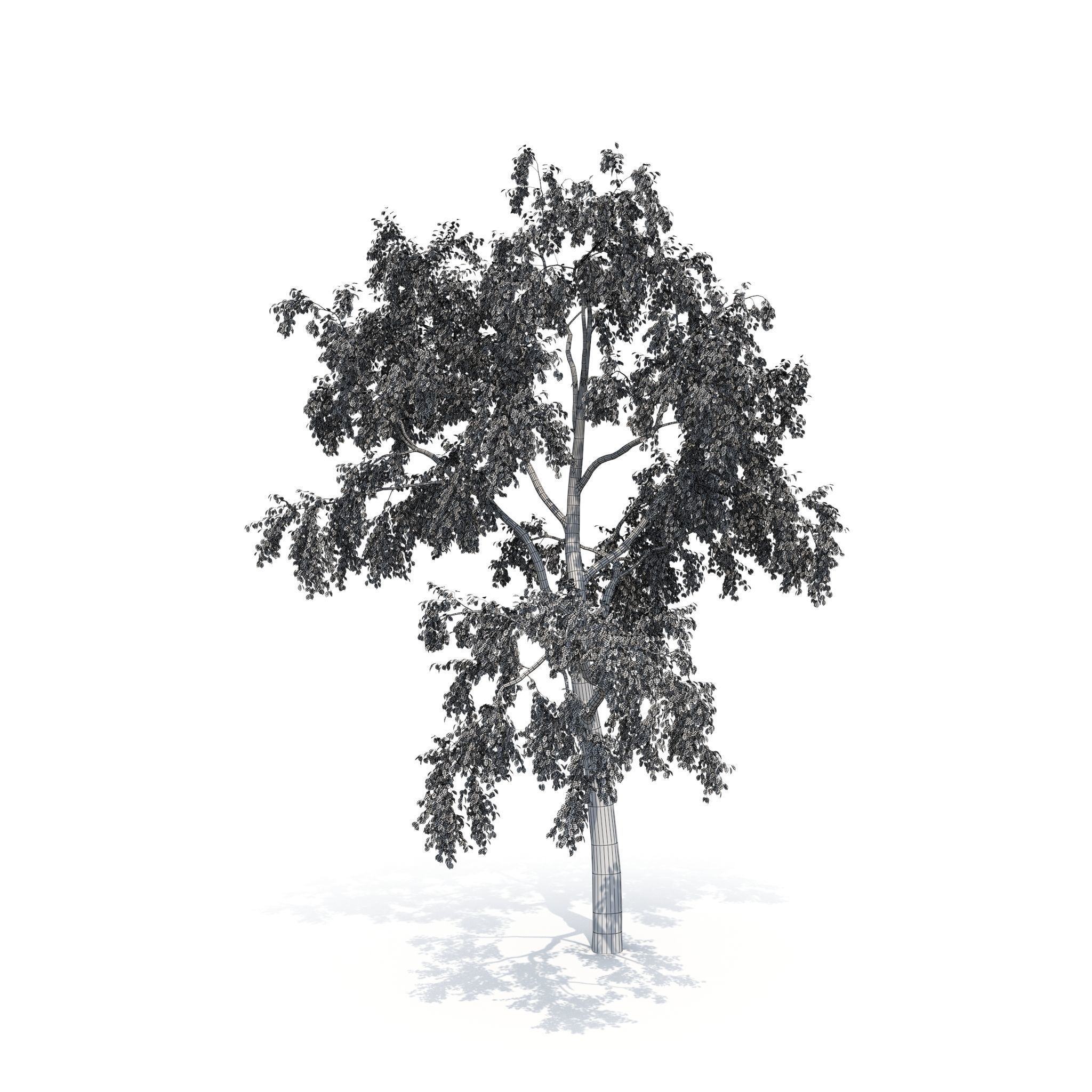 Birch Tree No 1 Two seasons 3D model_11