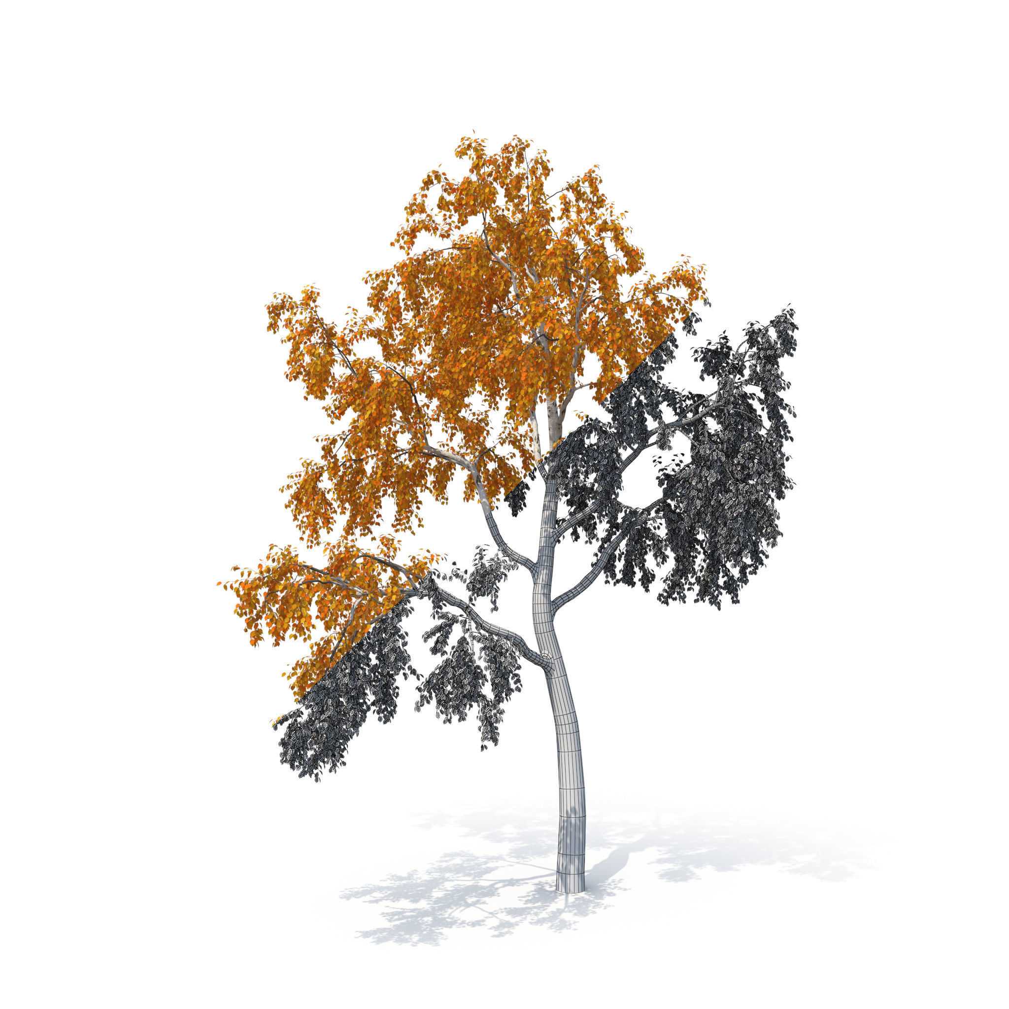 Birch Tree No 1 Two seasons 3D model_16