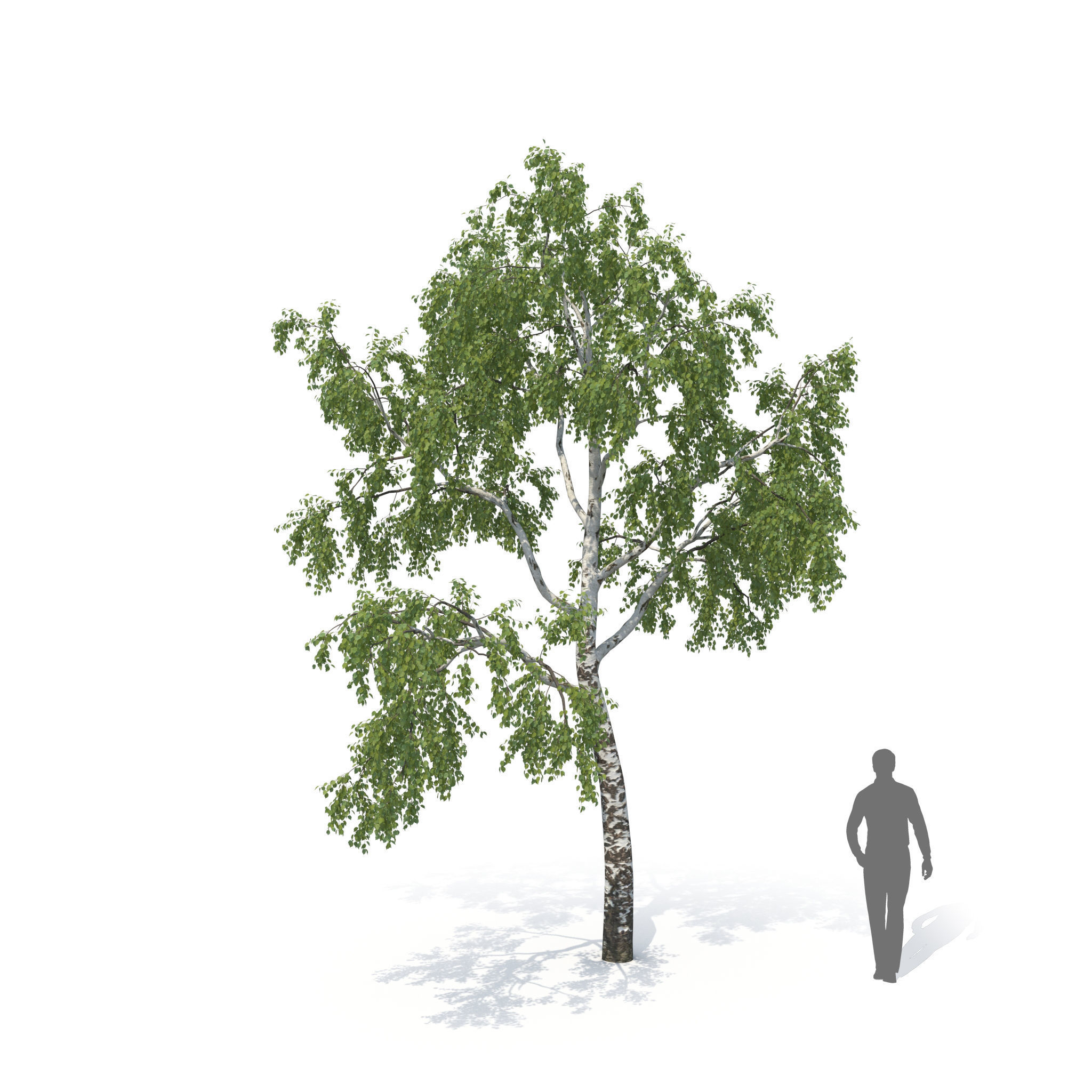 Birch Tree No 1 Two seasons 3D model_6