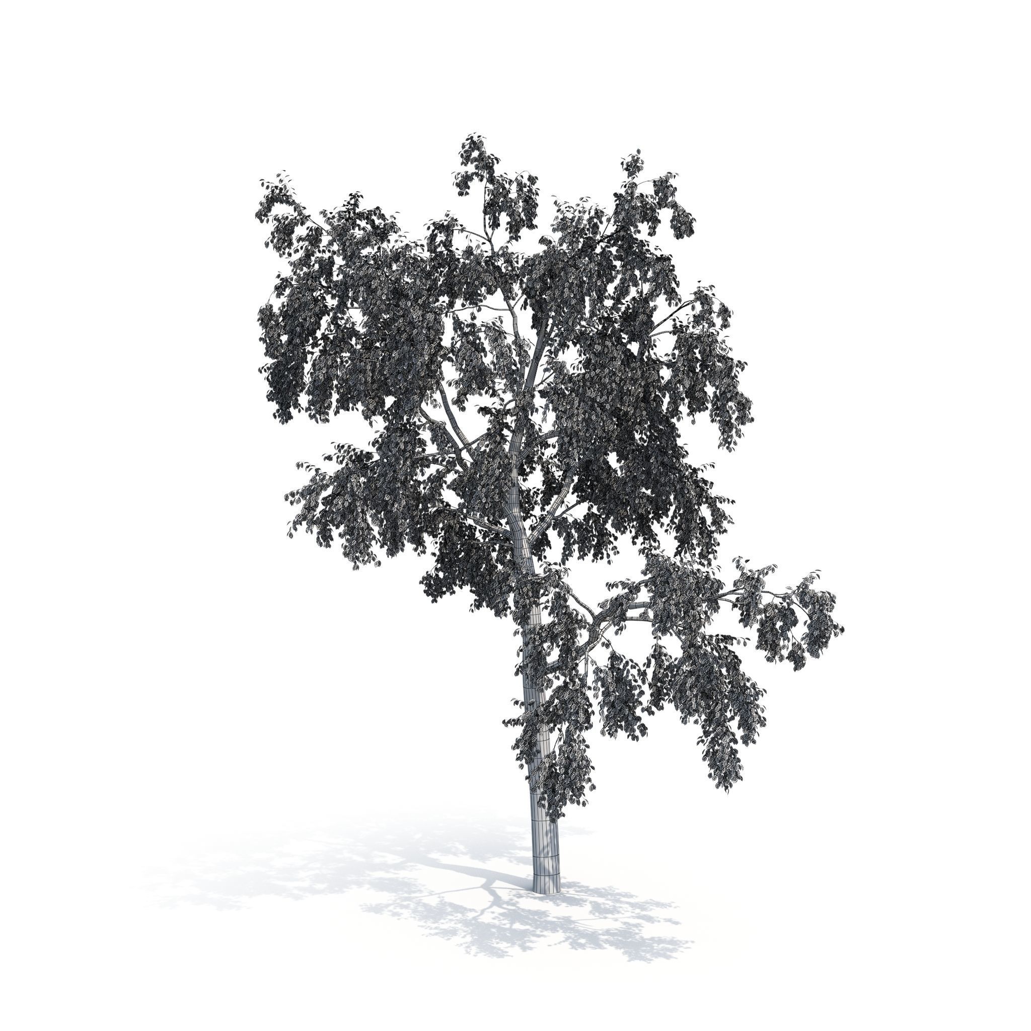 Birch Tree No 1 Two seasons 3D model_12