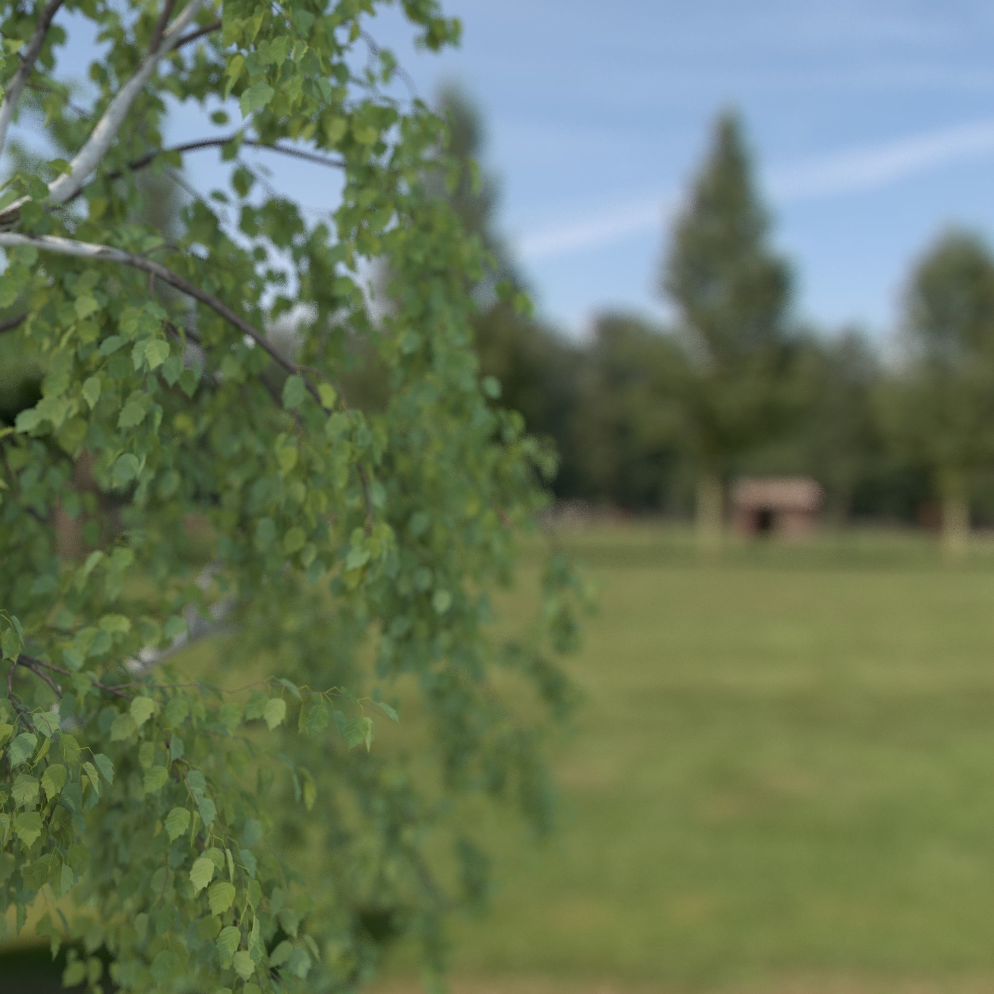Birch Tree No 1 Two seasons 3D model_5