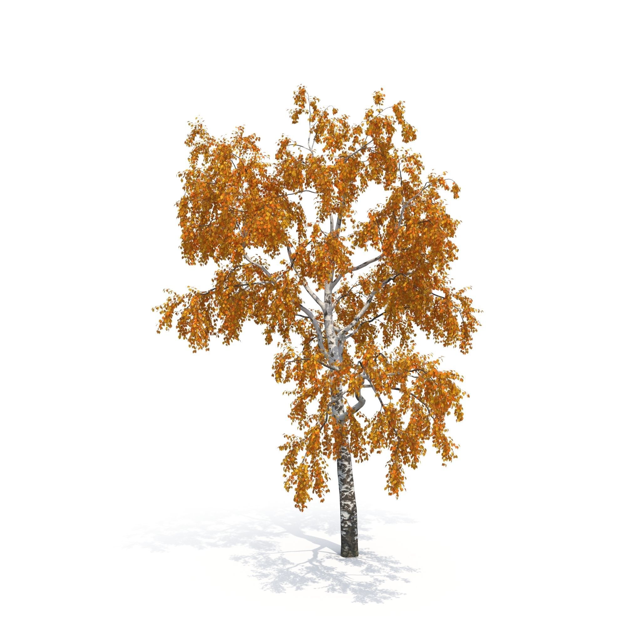 Birch Tree No 1 Two seasons 3D model_10