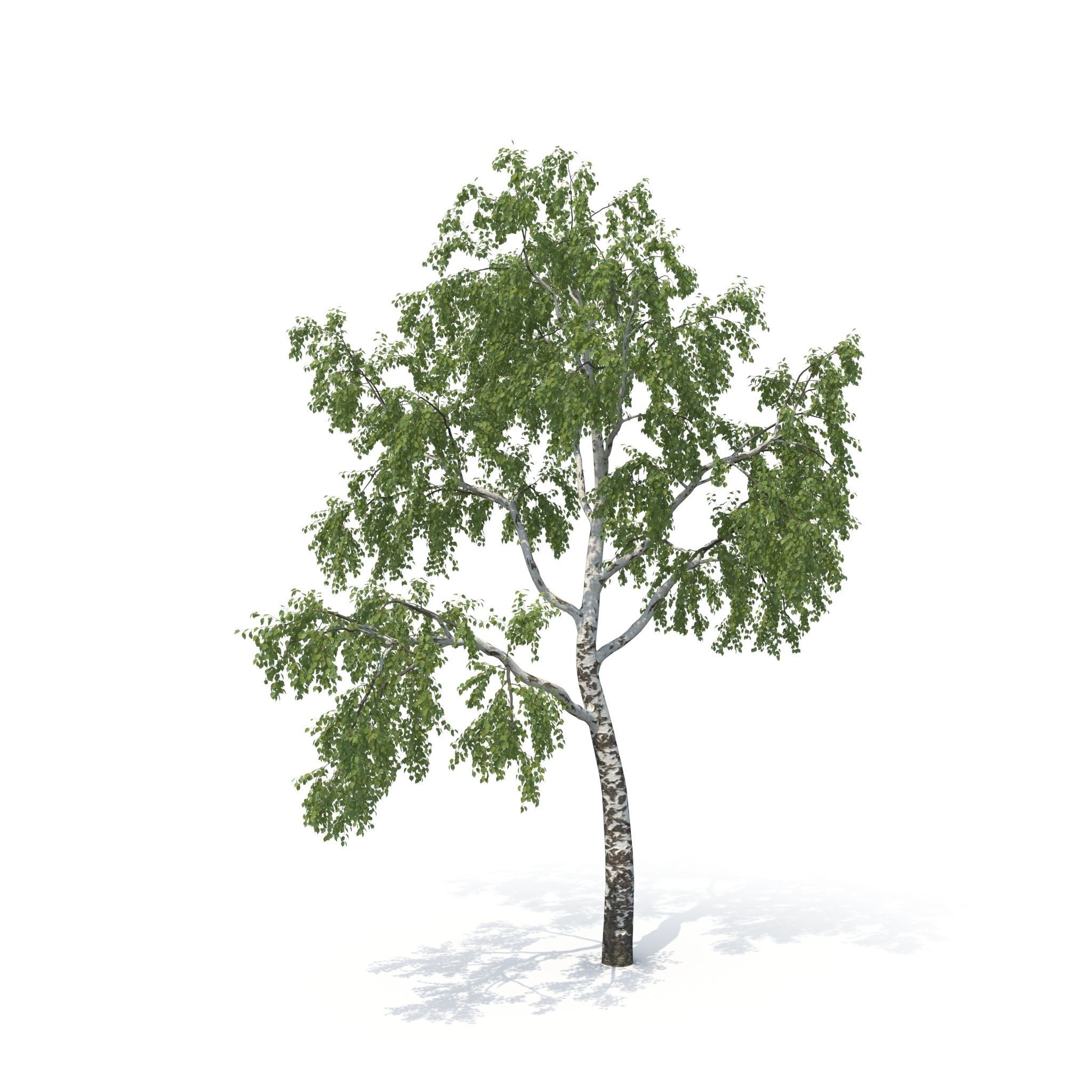 Birch Tree No 1 Two seasons 3D model_7