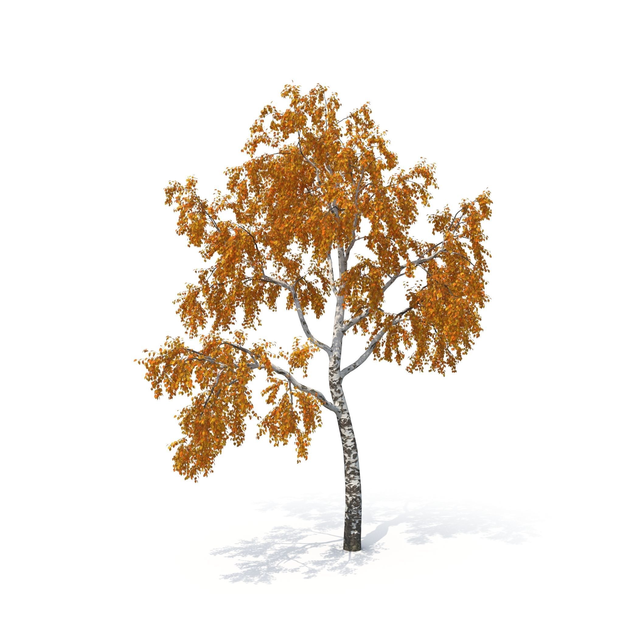 Birch Tree No 1 Two seasons 3D model_8