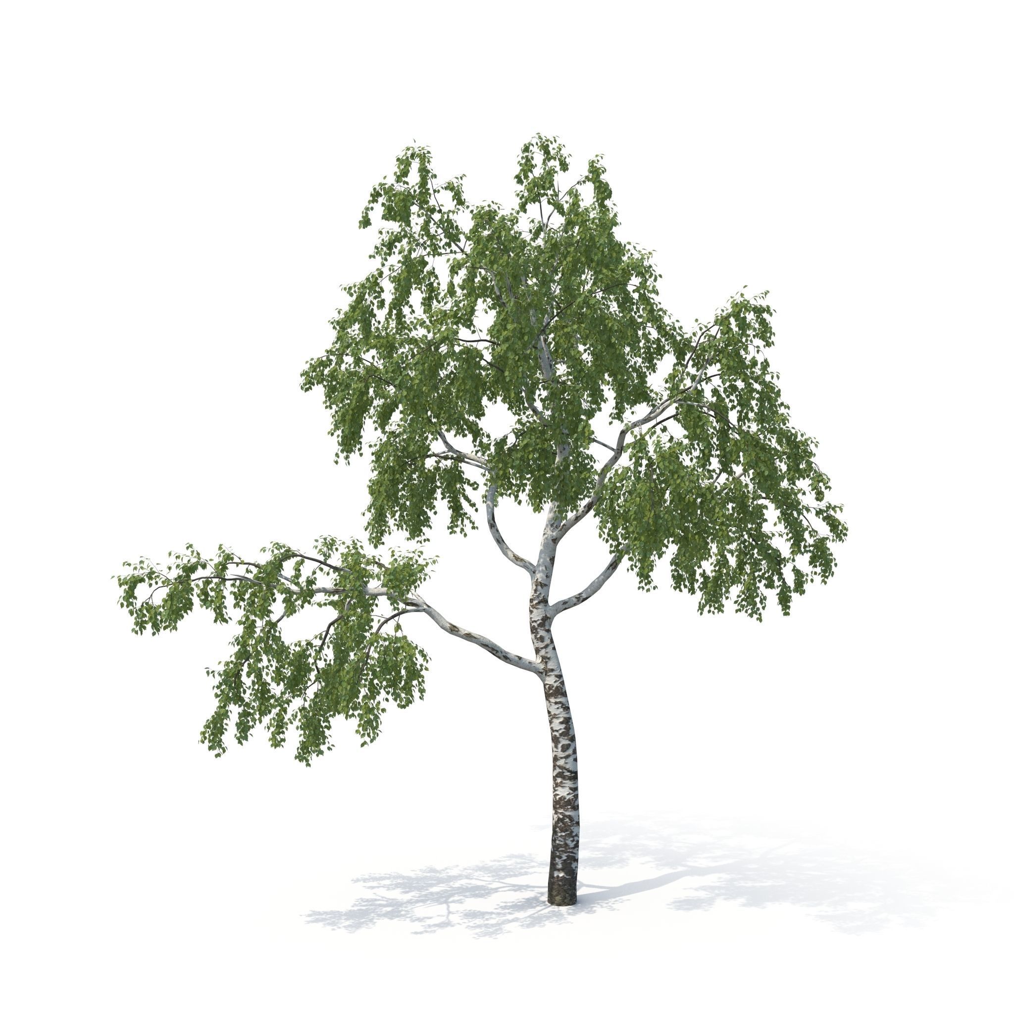 Birch Tree No 1 Two seasons 3D model_14