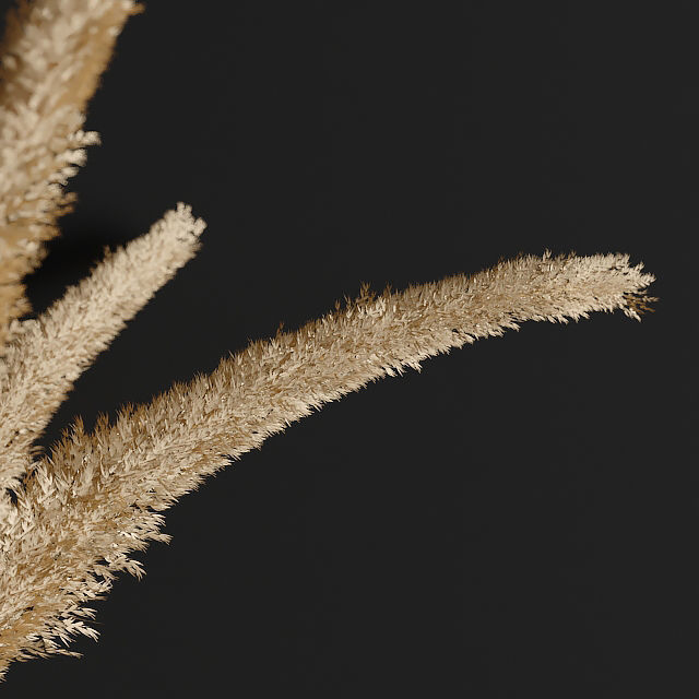pampas grass 3D model_2