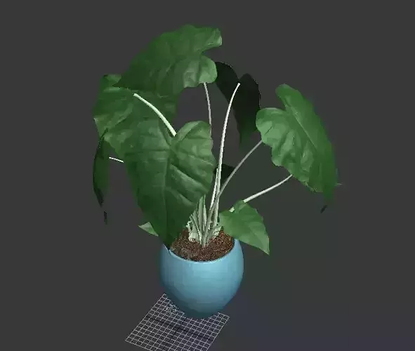 Alocasia potted plant 3D model