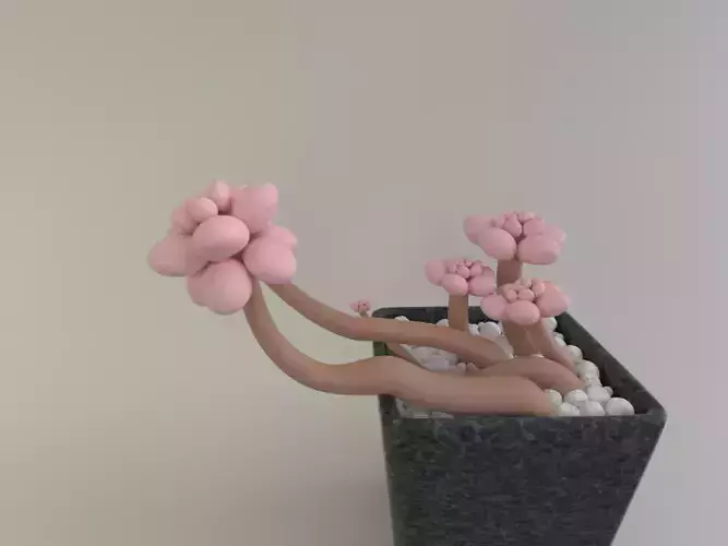 Pachyphytum Moonstone cute pink flower