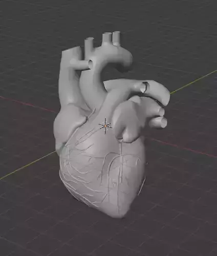 Heart Anatomical