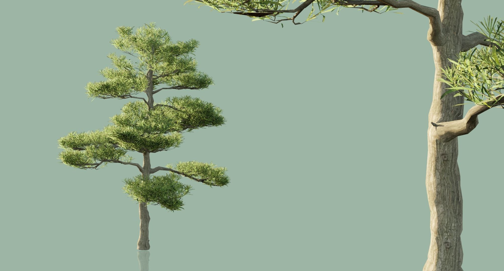 Japanese Black Pine Trees 3D model_5