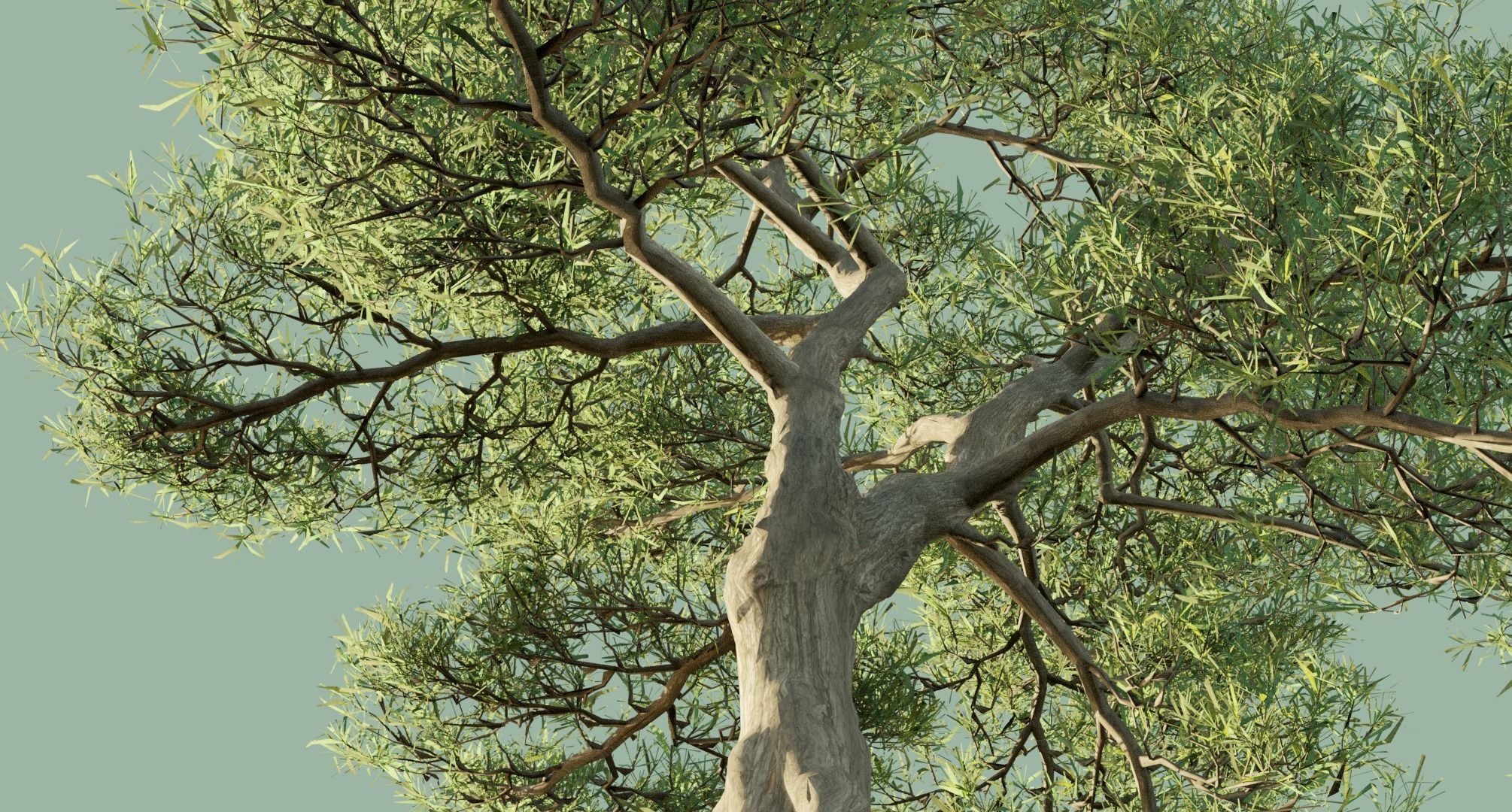 Japanese Black Pine Trees 3D model_7