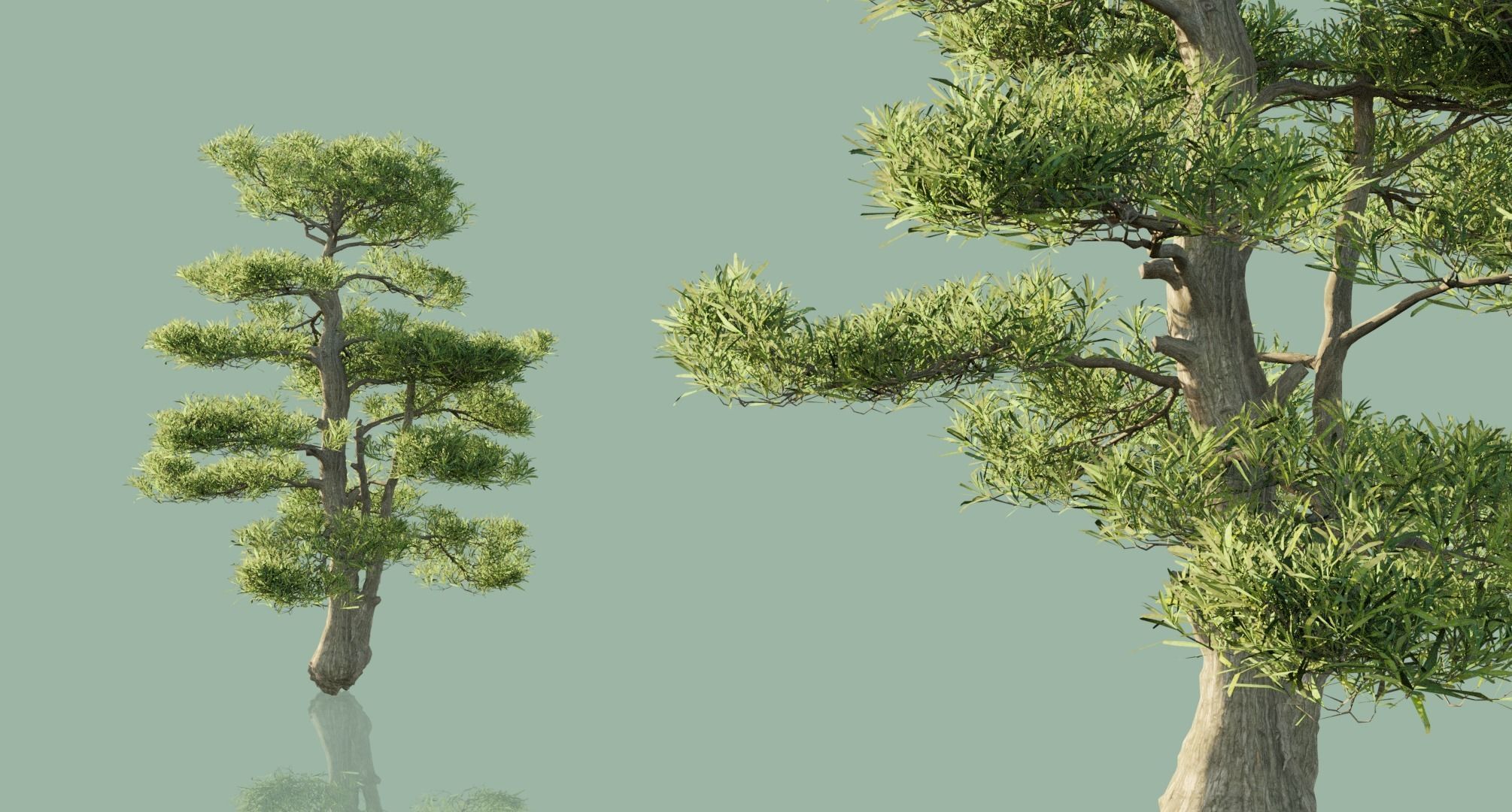 Japanese Black Pine Trees 3D model_4