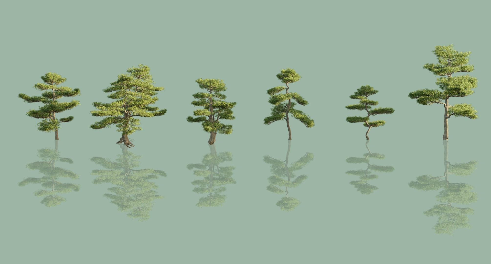 Japanese Black Pine Trees 3D model_6