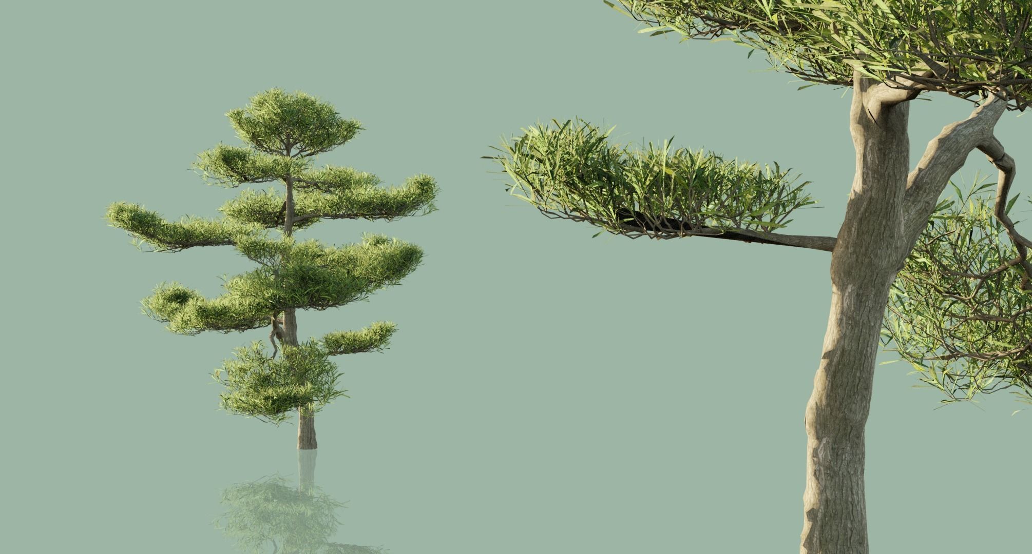 Japanese Black Pine Trees 3D model_2