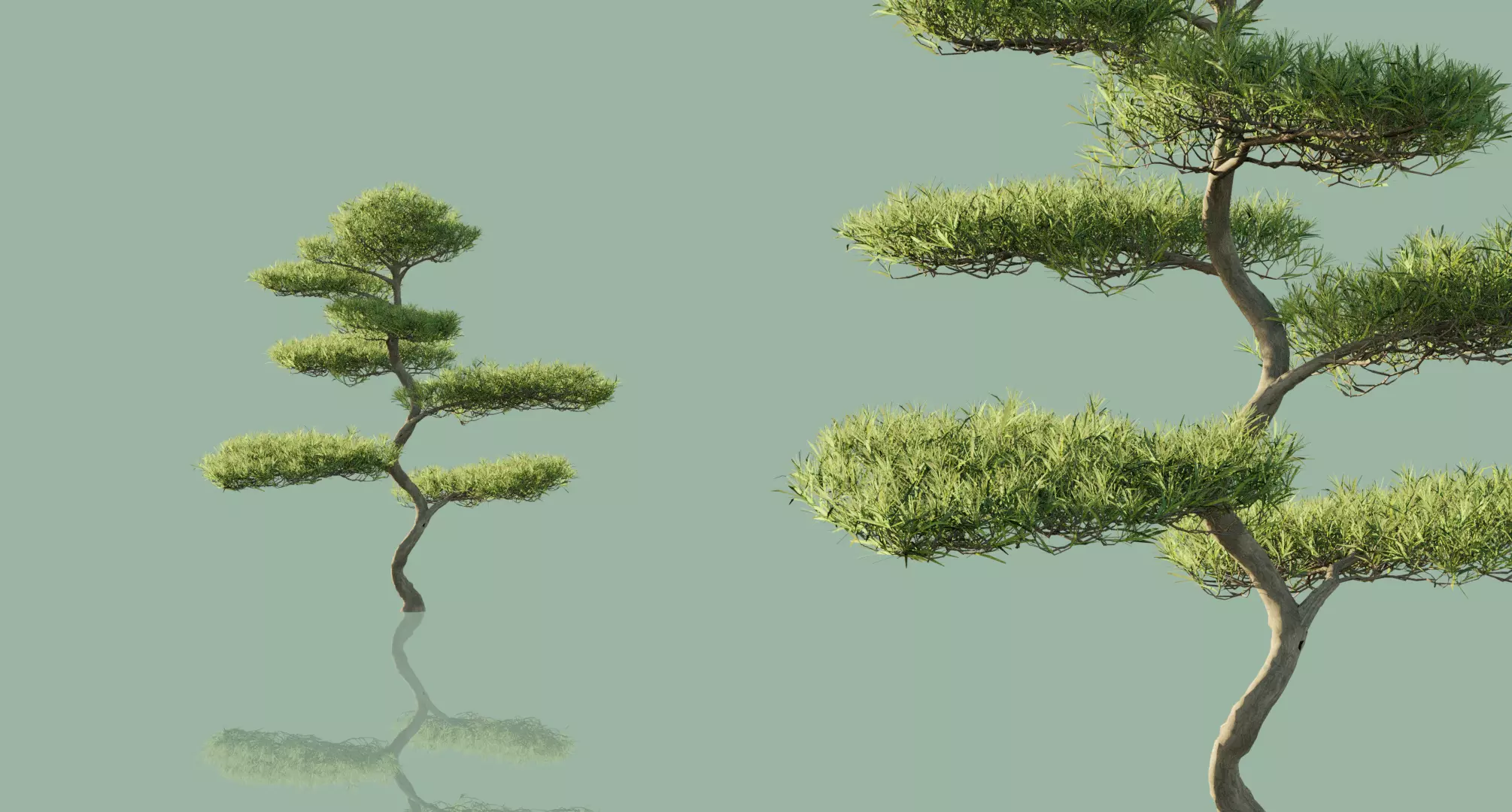 Japanese Black Pine Trees 3D model_0