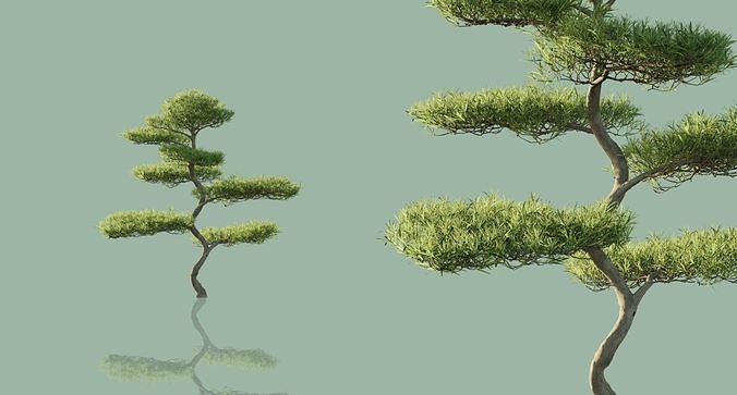 Japanese Black Pine Trees 3D model