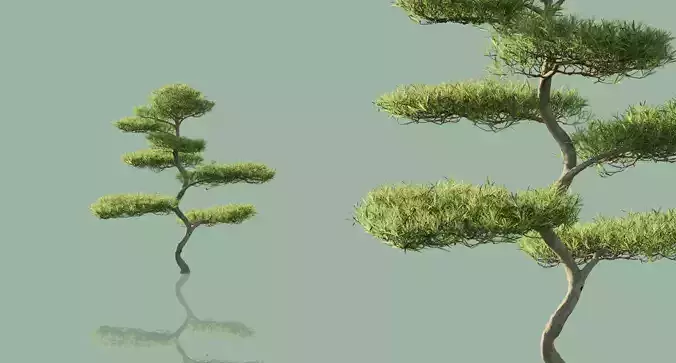 Japanese Black Pine Trees 3D model