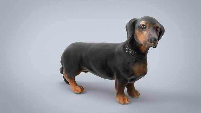 DACHSHUND Low-poly 3D model