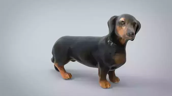 DACHSHUND Low-poly 3D model