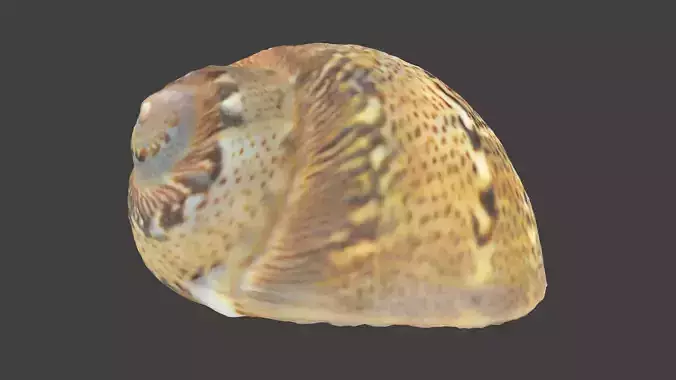 Patterned Spiral Seashell Photoscan