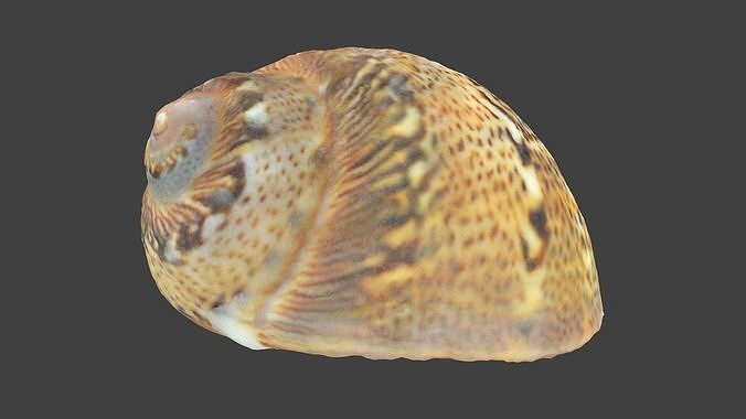 Patterned Spiral Seashell Photoscan Low-poly 3D model