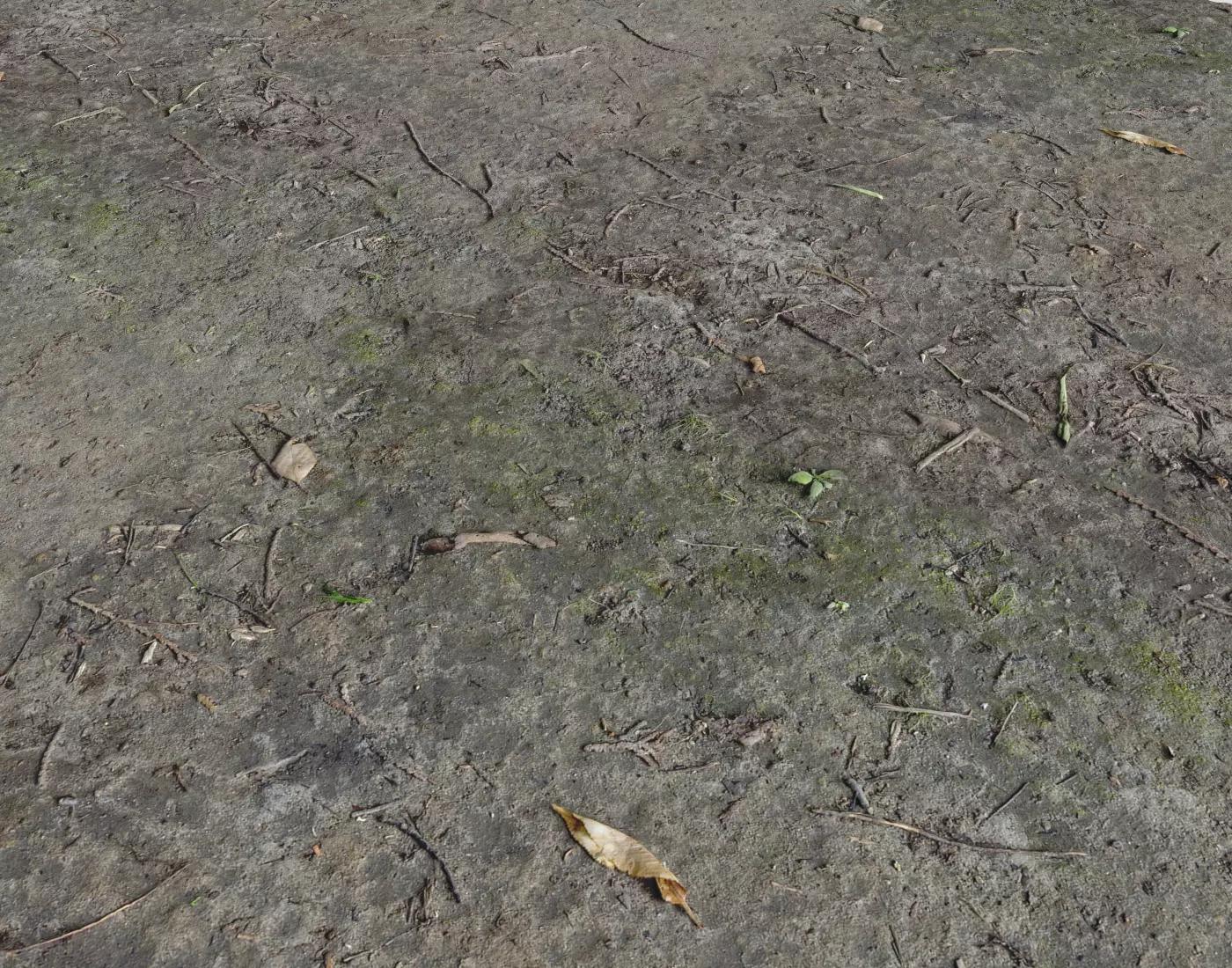 Forest dirt Pack 3 Texture | CGTrader