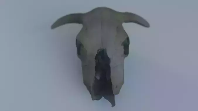 photogrammetry cow skull