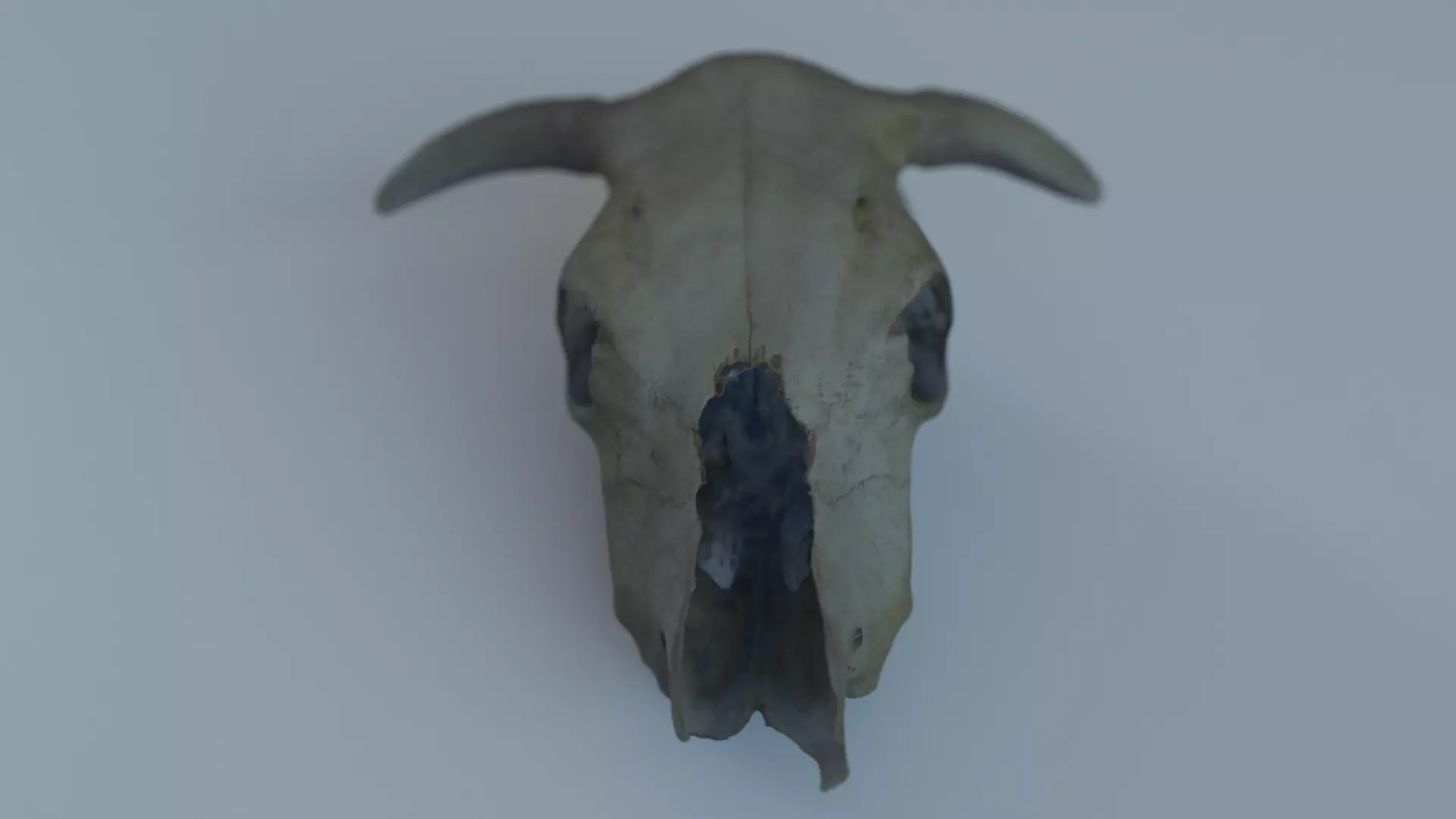 photogrammetry cow skull 3D model_0