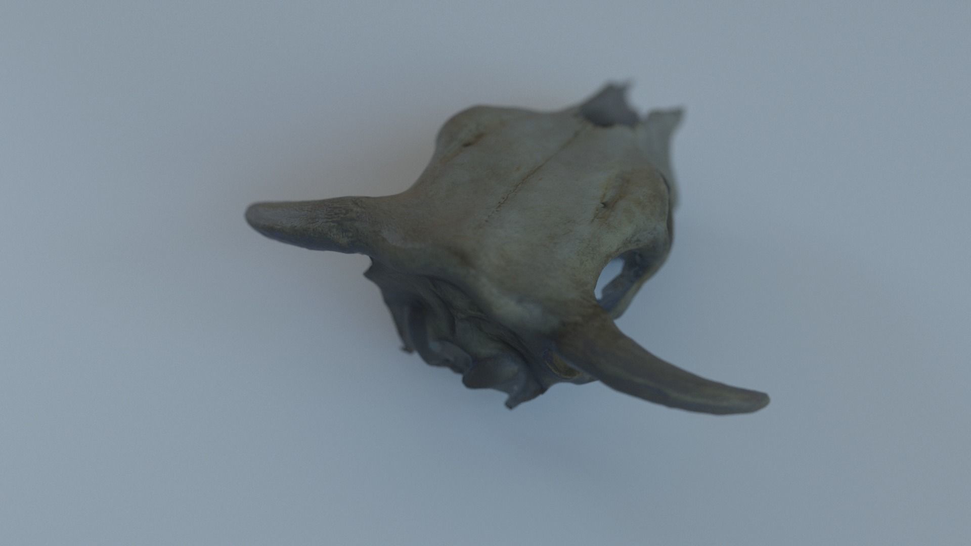 photogrammetry cow skull 3D model_3