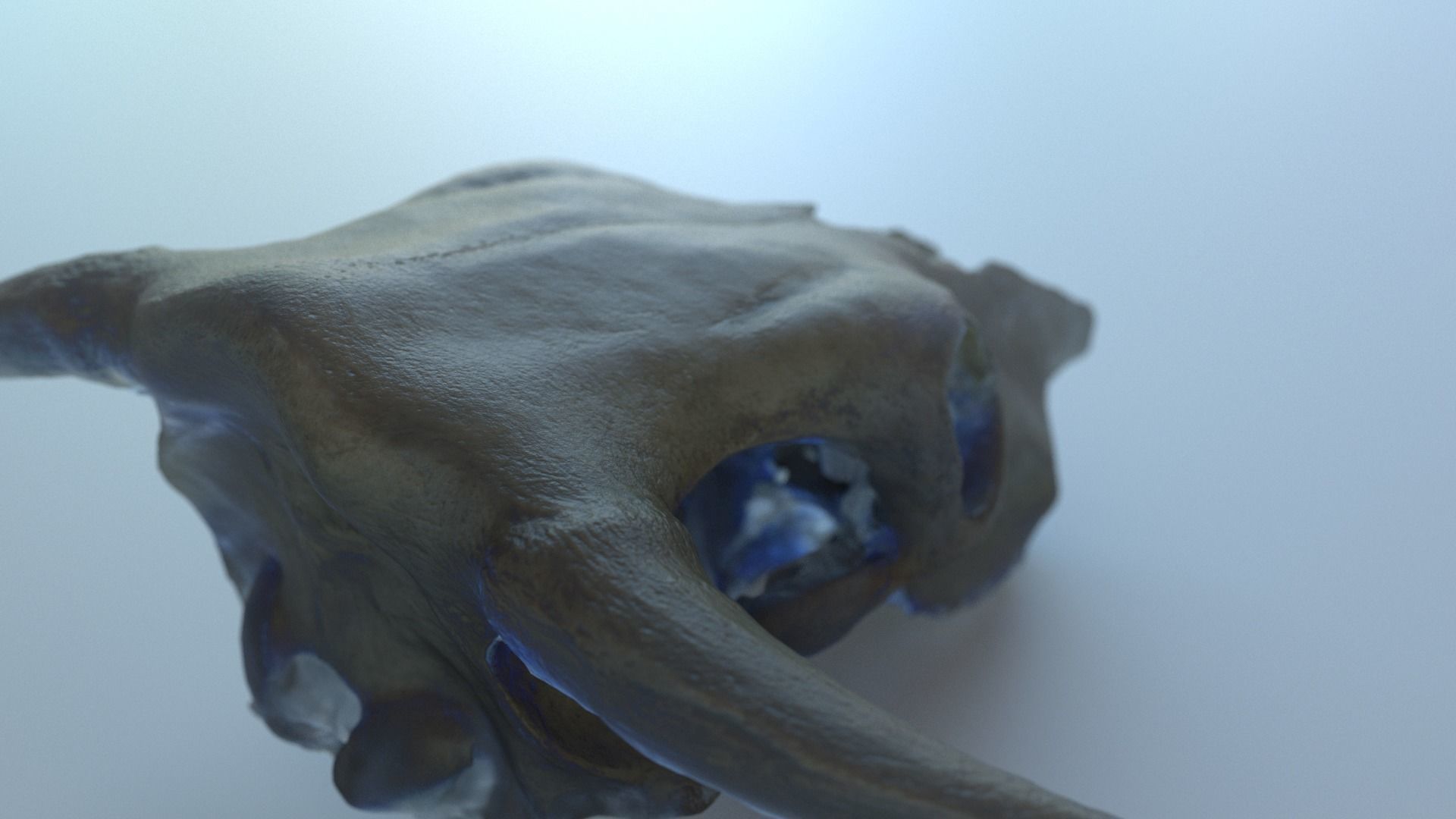 photogrammetry cow skull 3D model_2