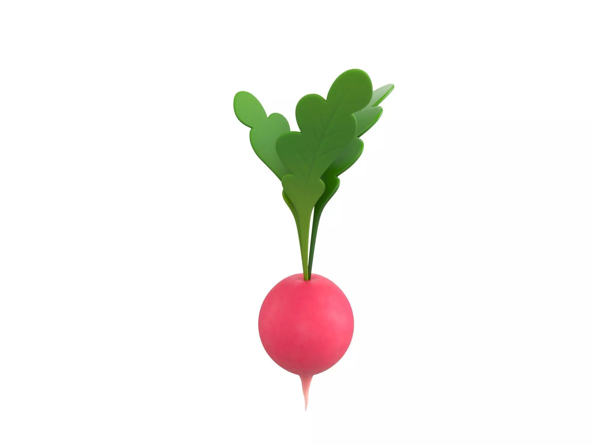 Radish Low-poly 3D model
