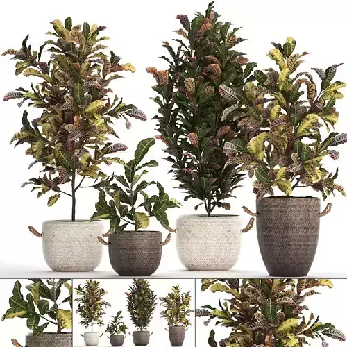 Collection of exotic plants Croton 432